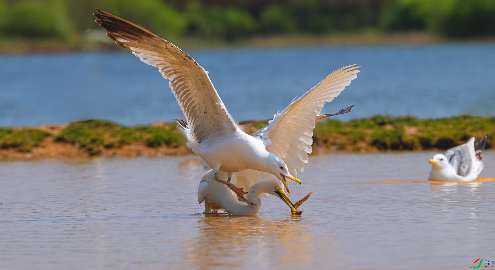 DSC_9660==1w.jpg
