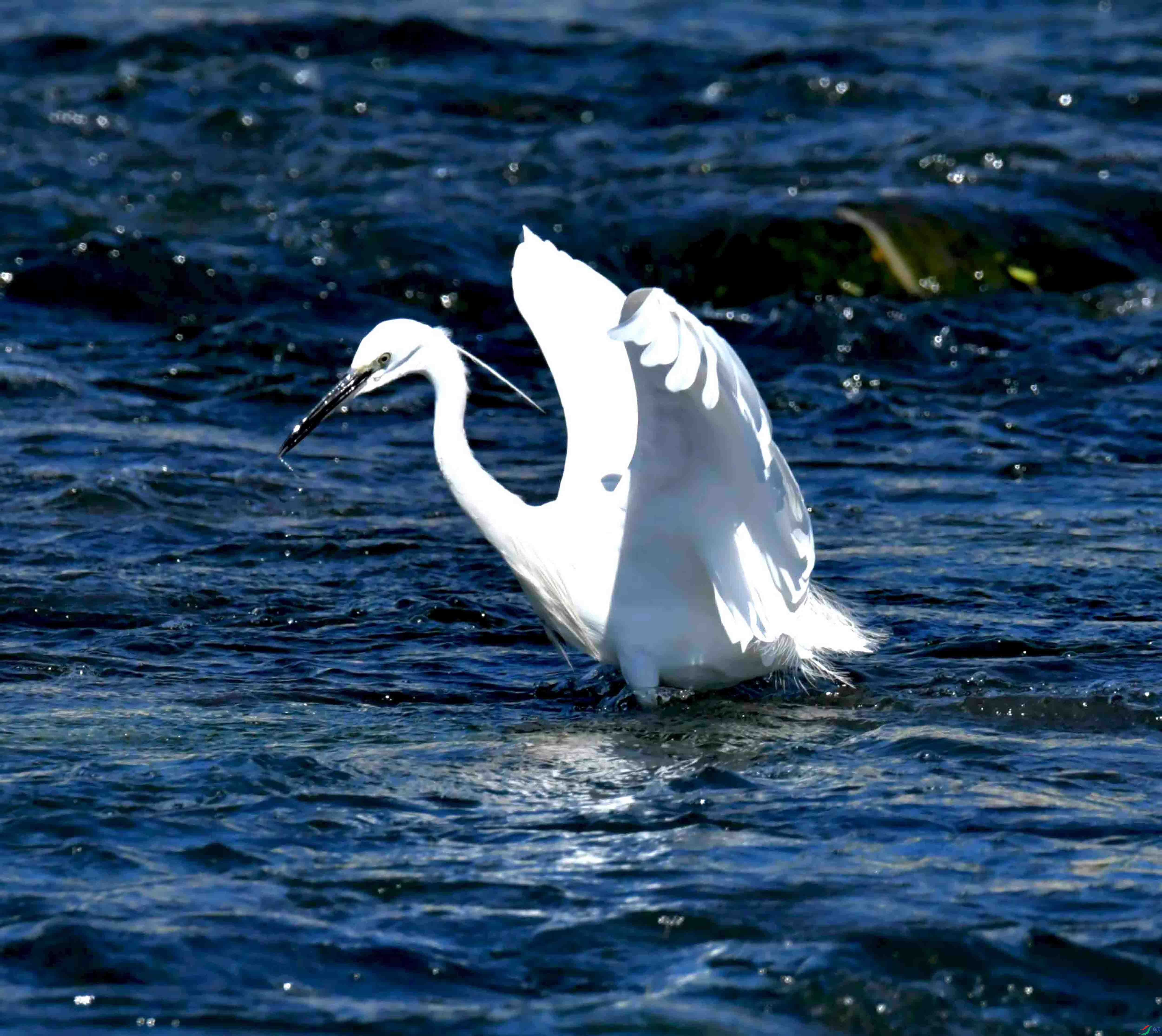 DSC_4391.JPG