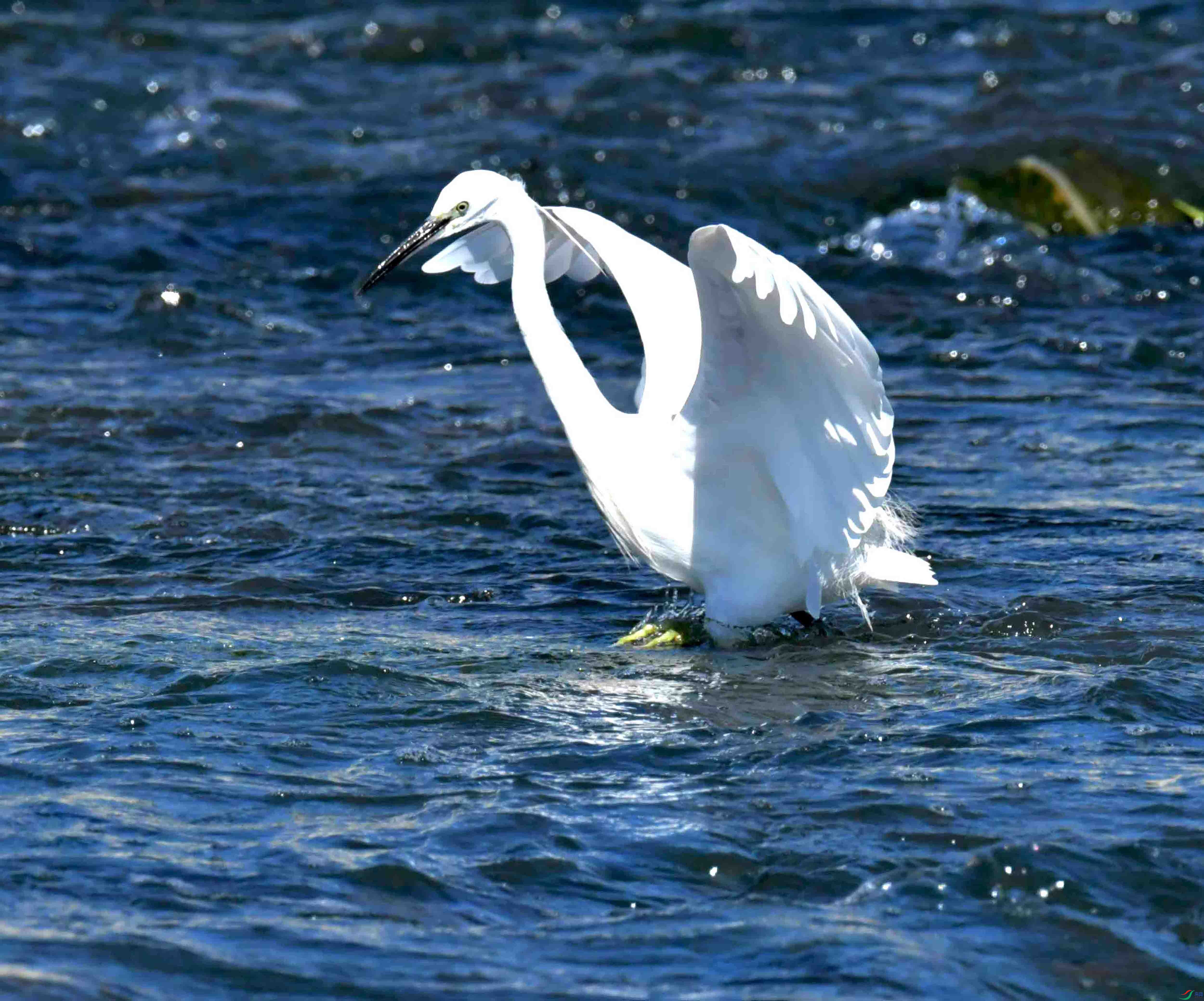 DSC_4393.JPG
