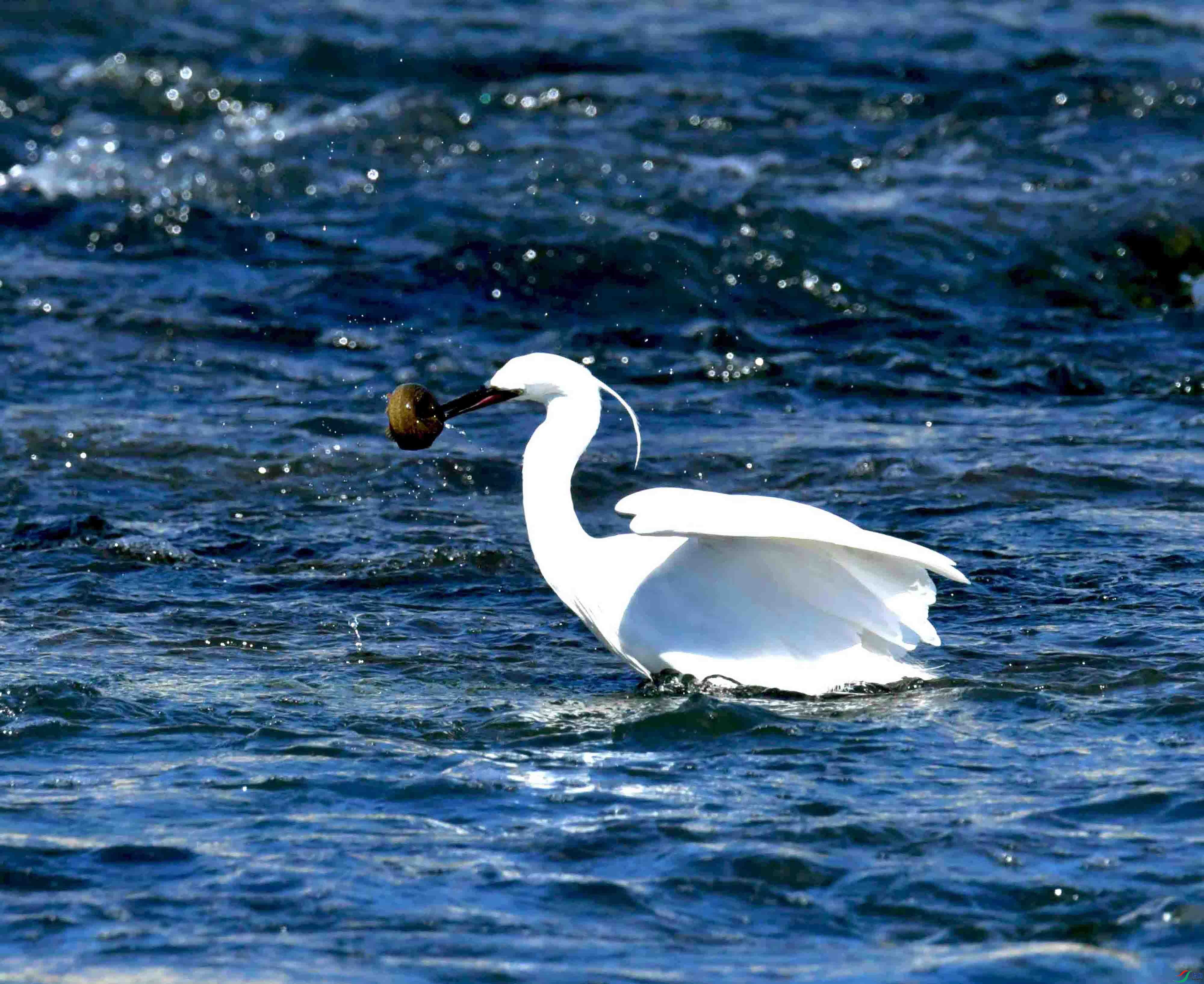 DSC_4396.JPG