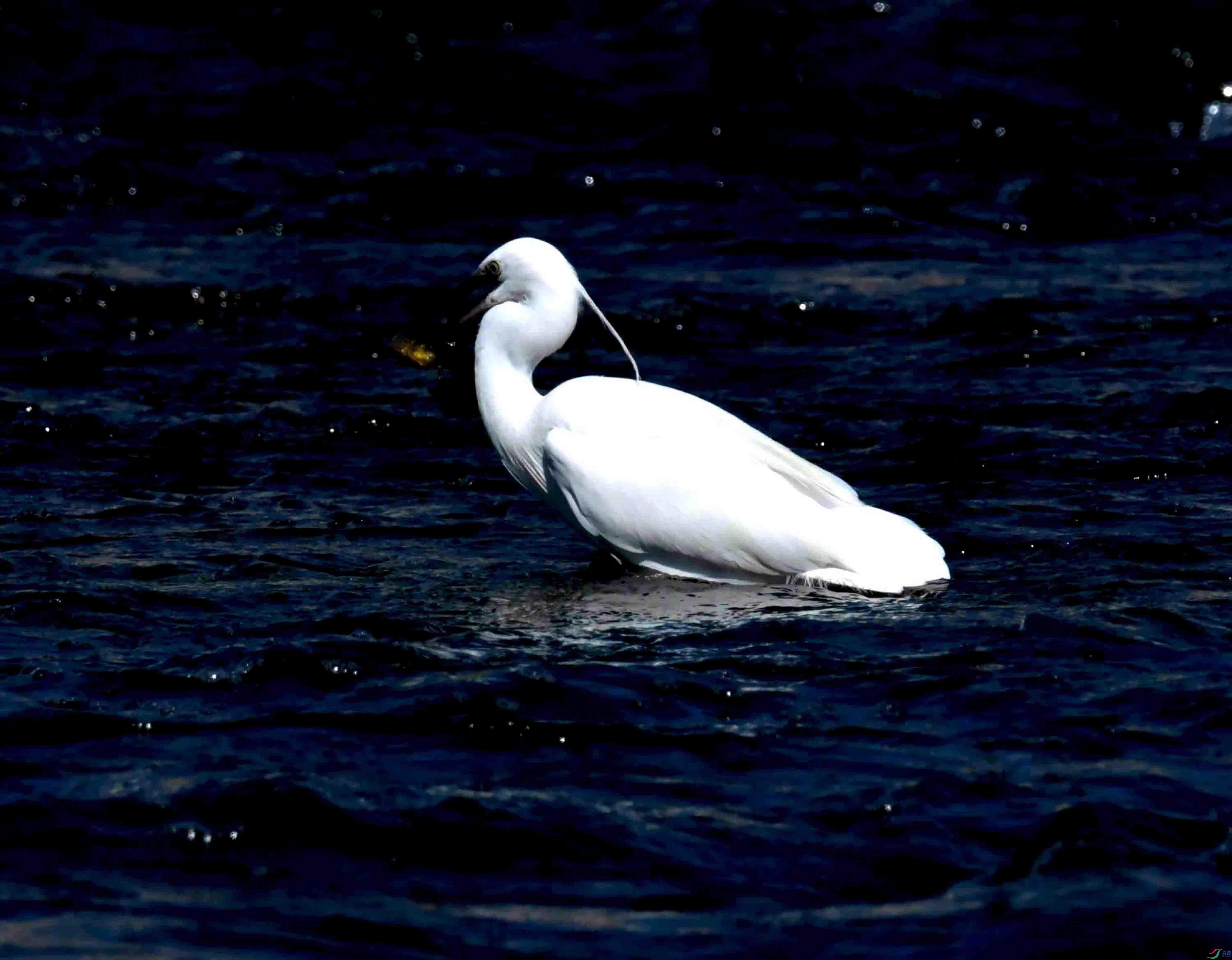 DSC_4401.JPG