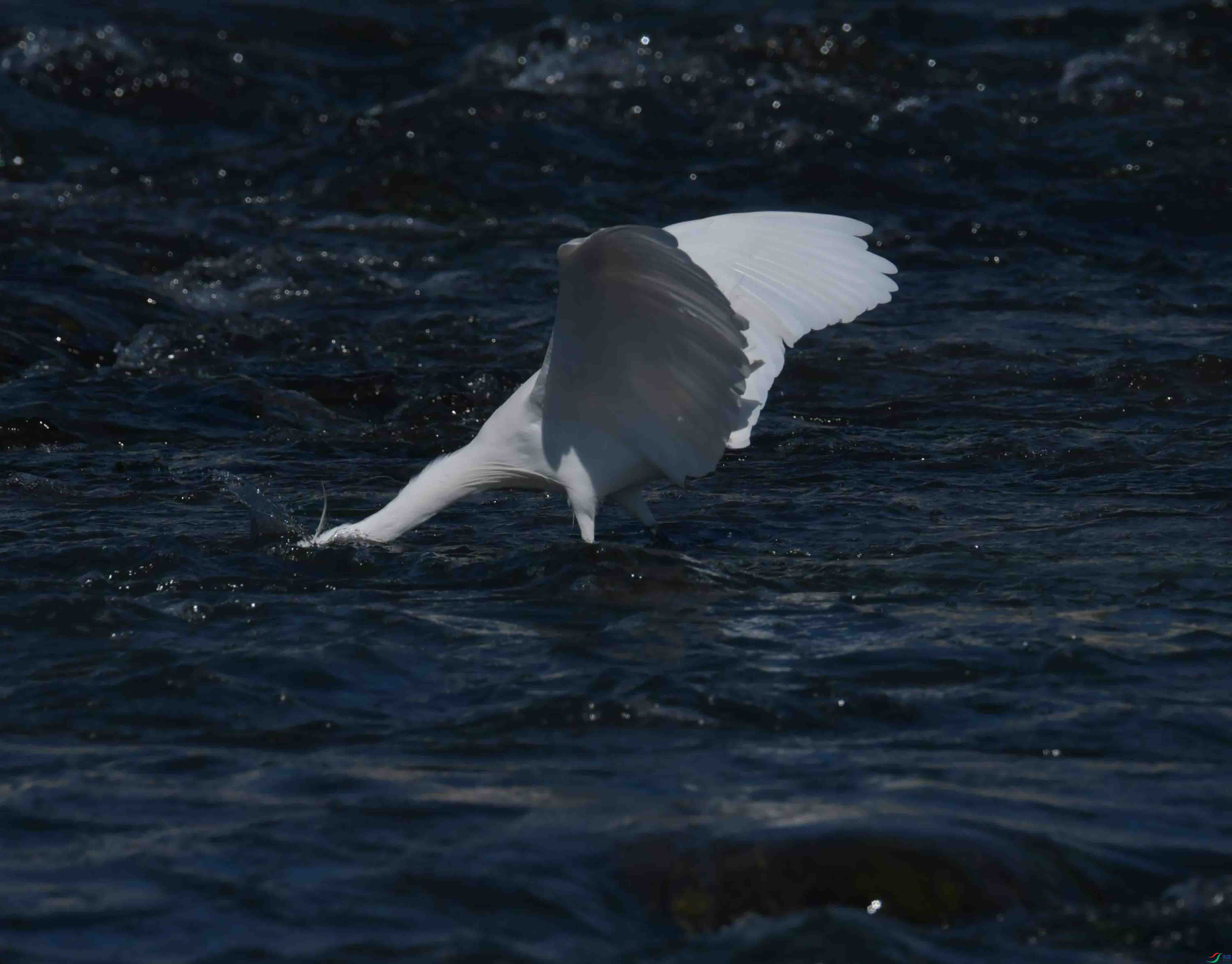 DSC_4405.JPG