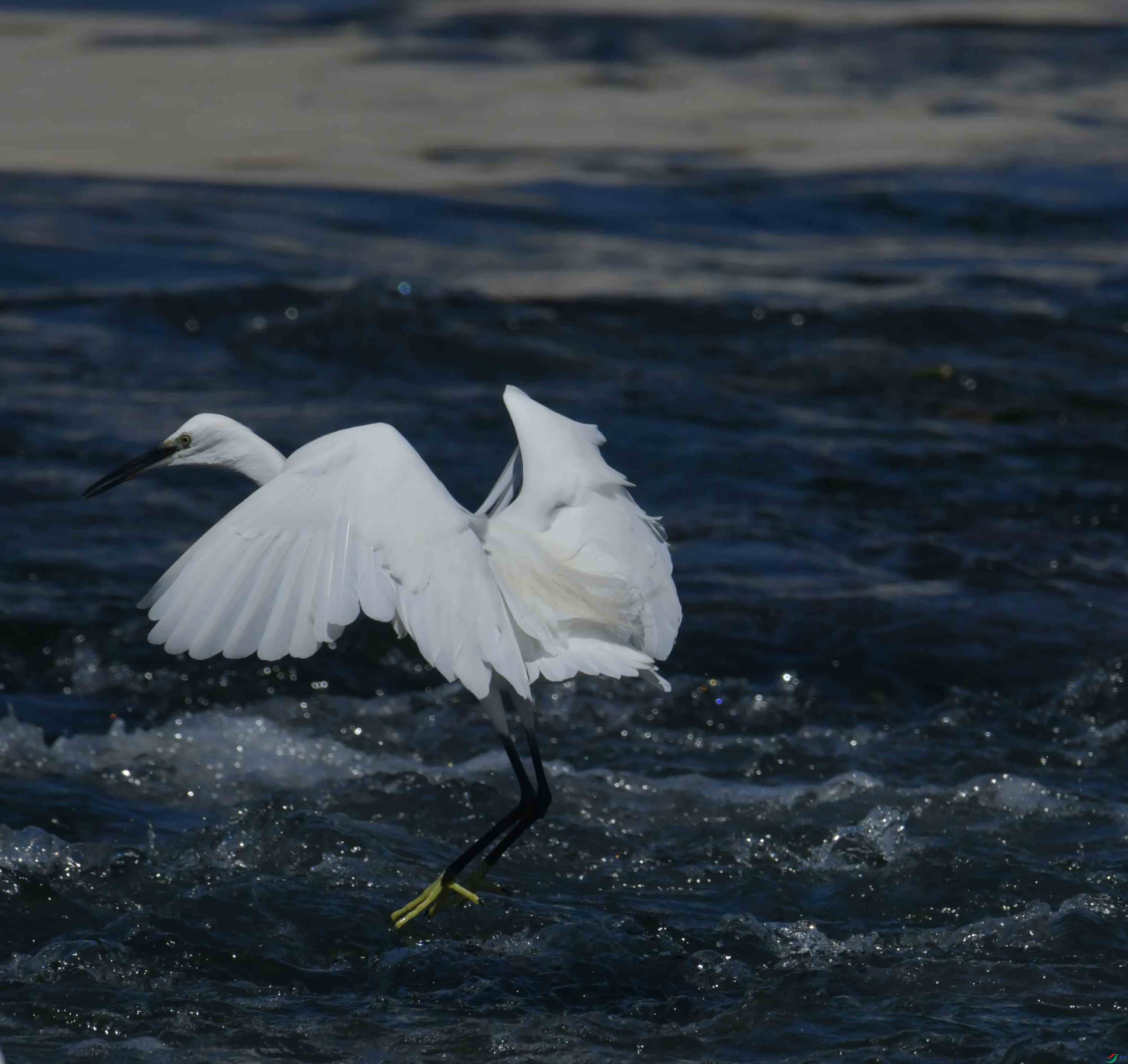 DSC_4666.JPG