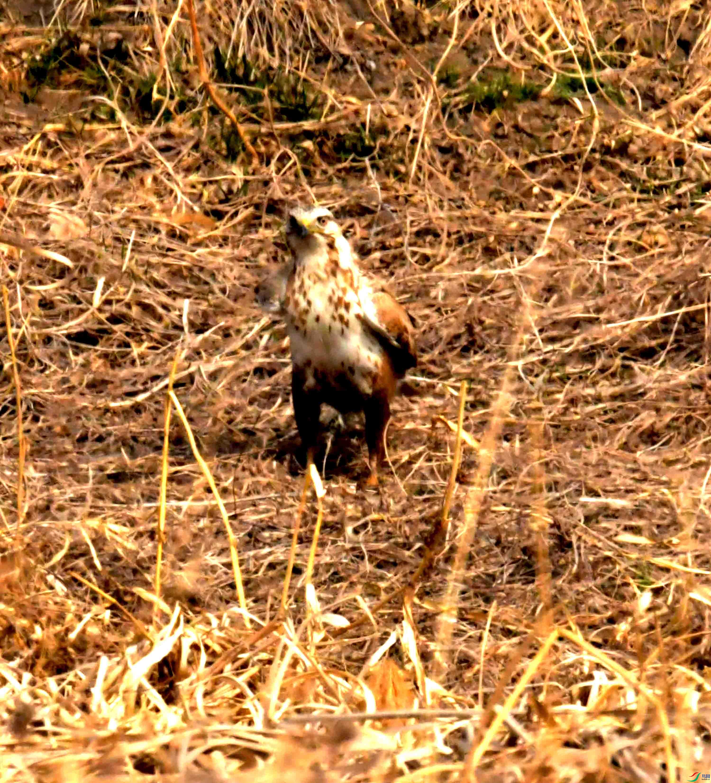 DSC_2235.JPG