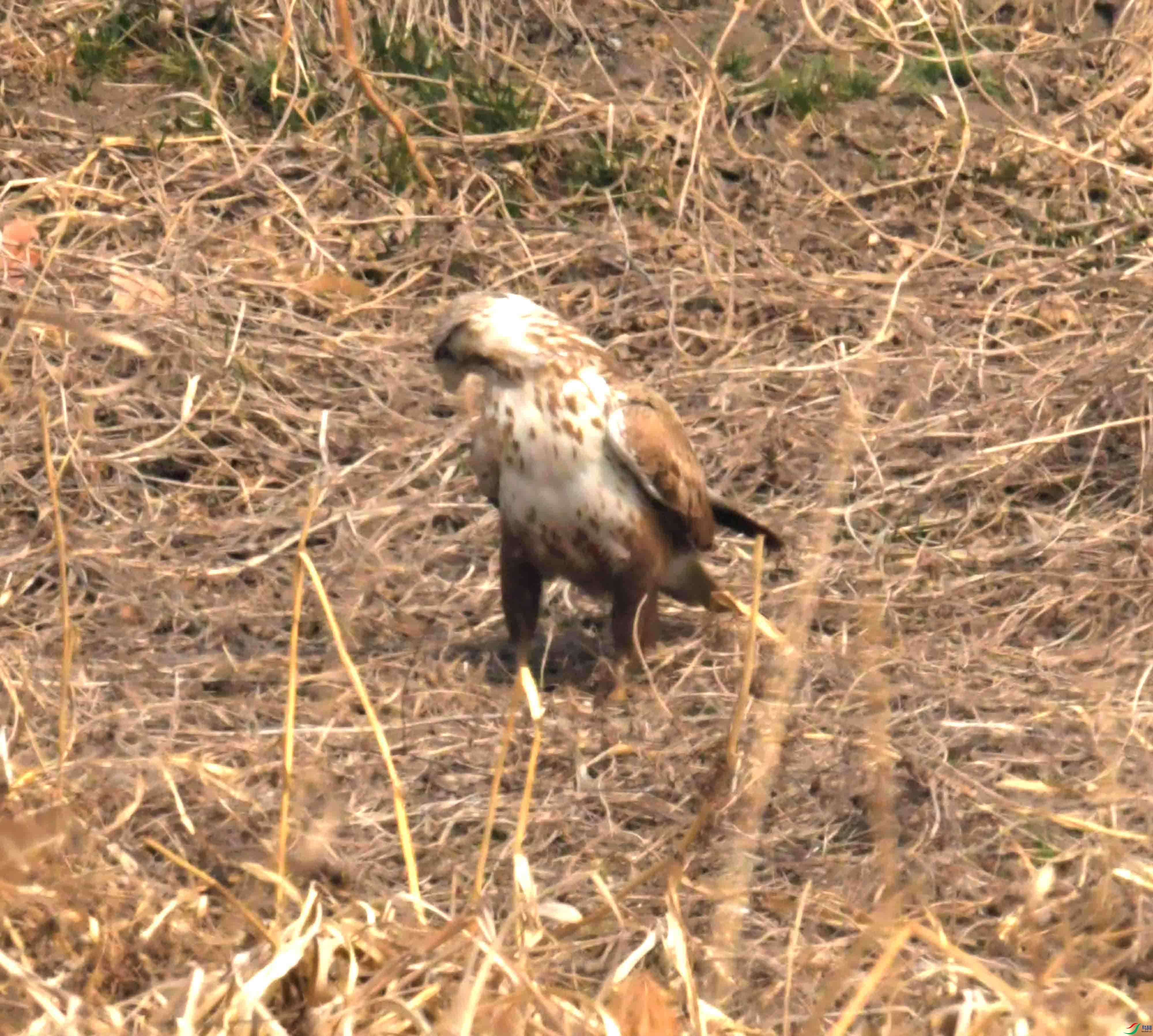 DSC_2238.JPG