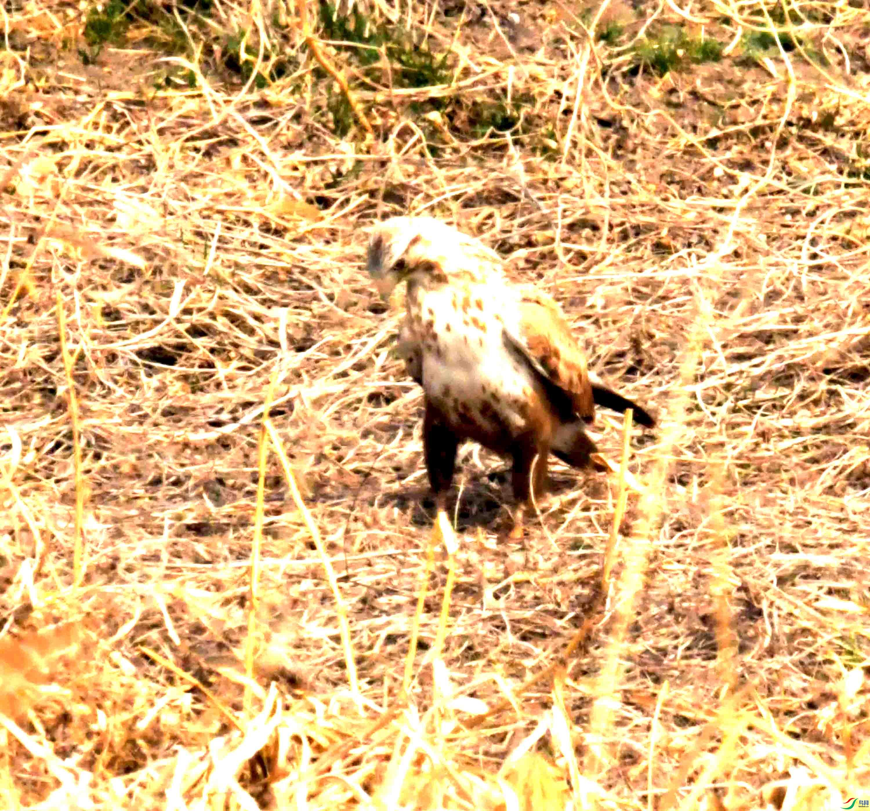 DSC_2239.JPG