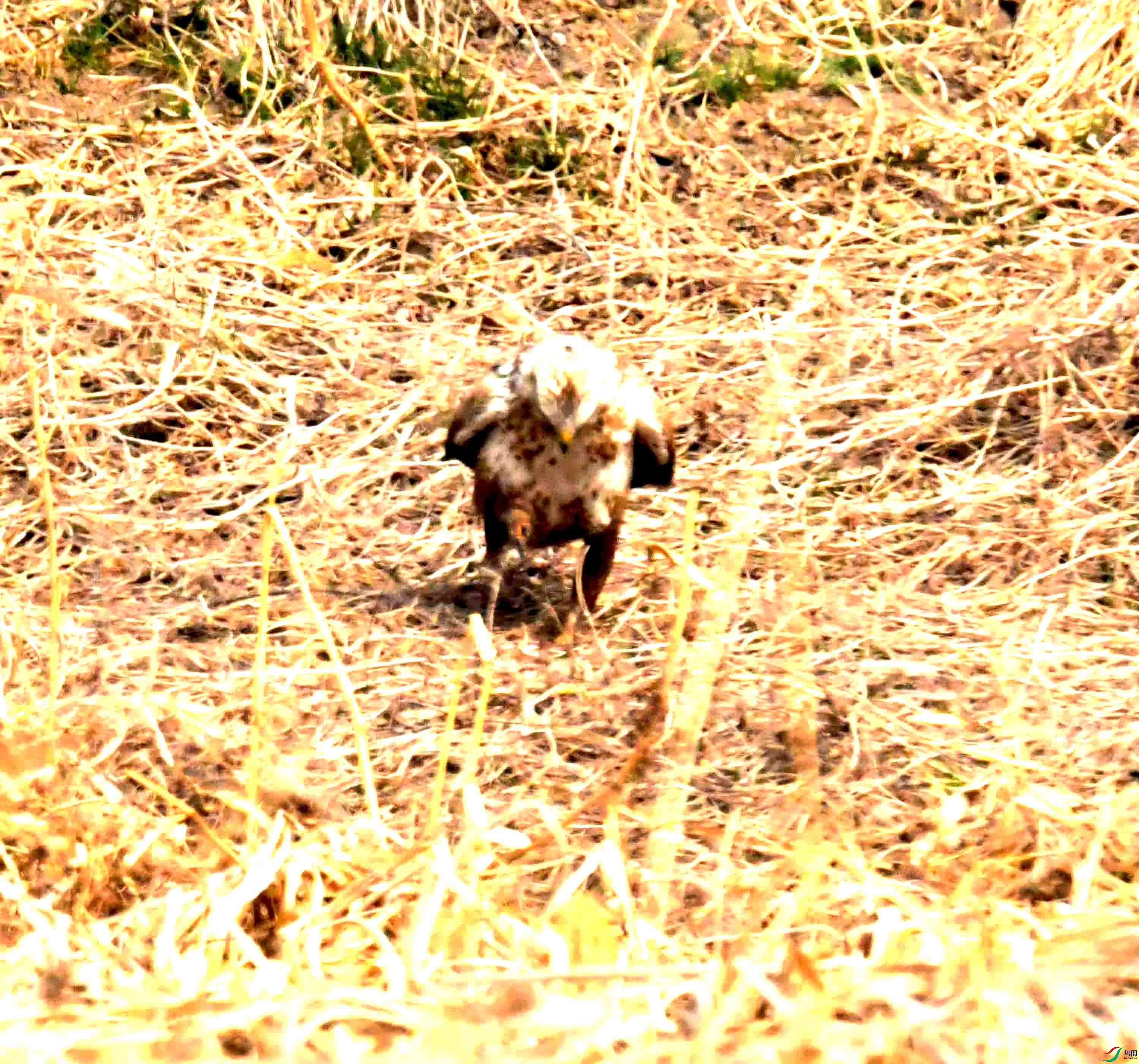 DSC_2240.JPG