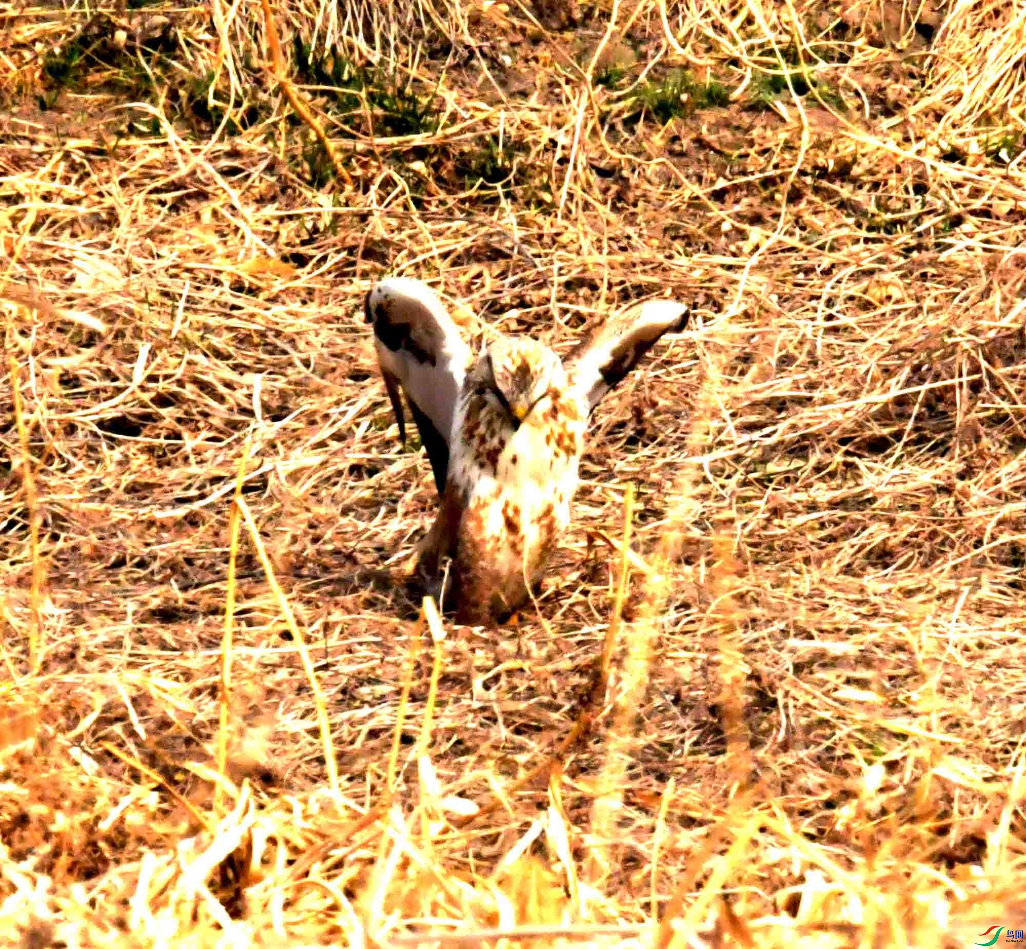 DSC_2241.JPG