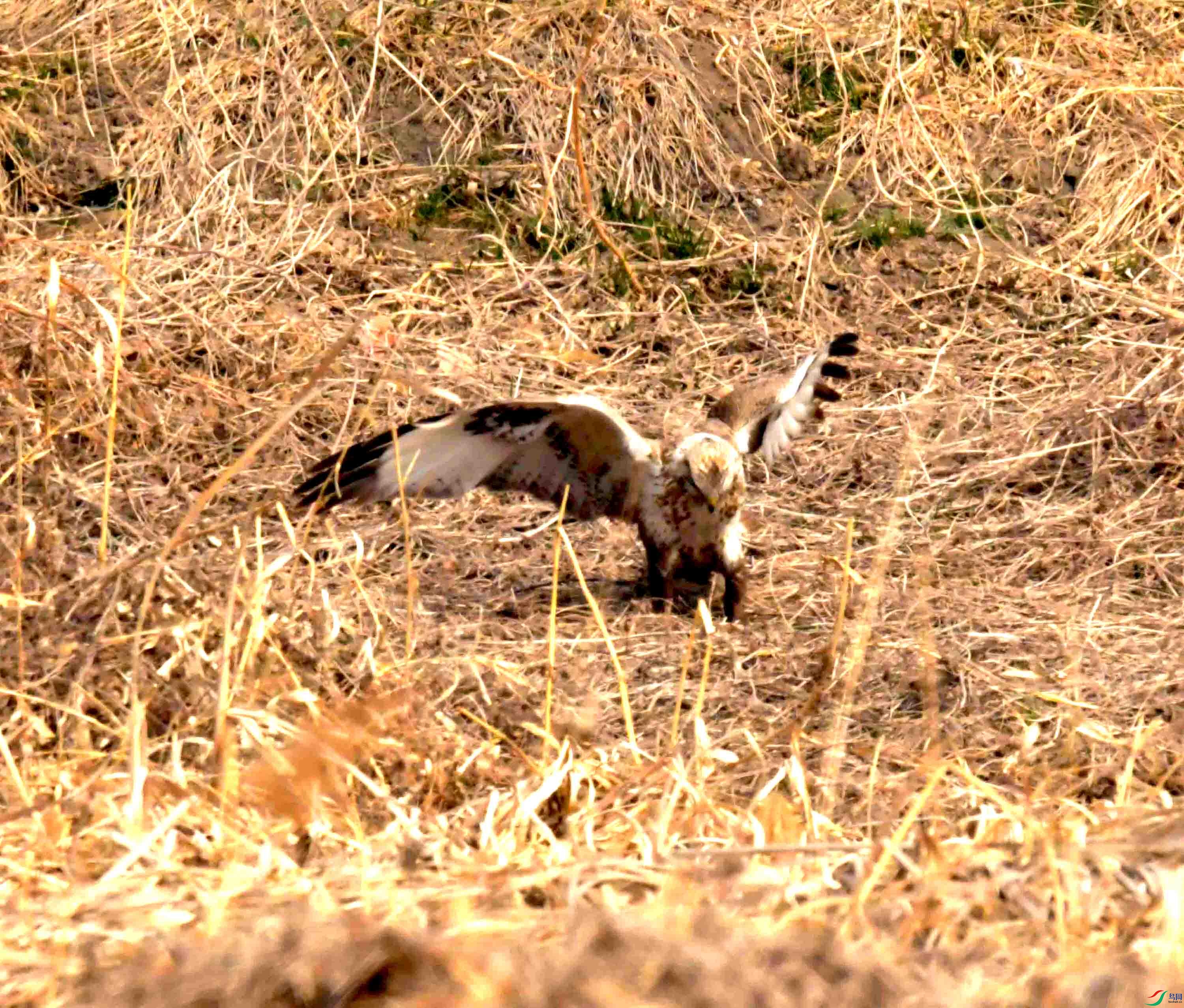 DSC_2247.JPG