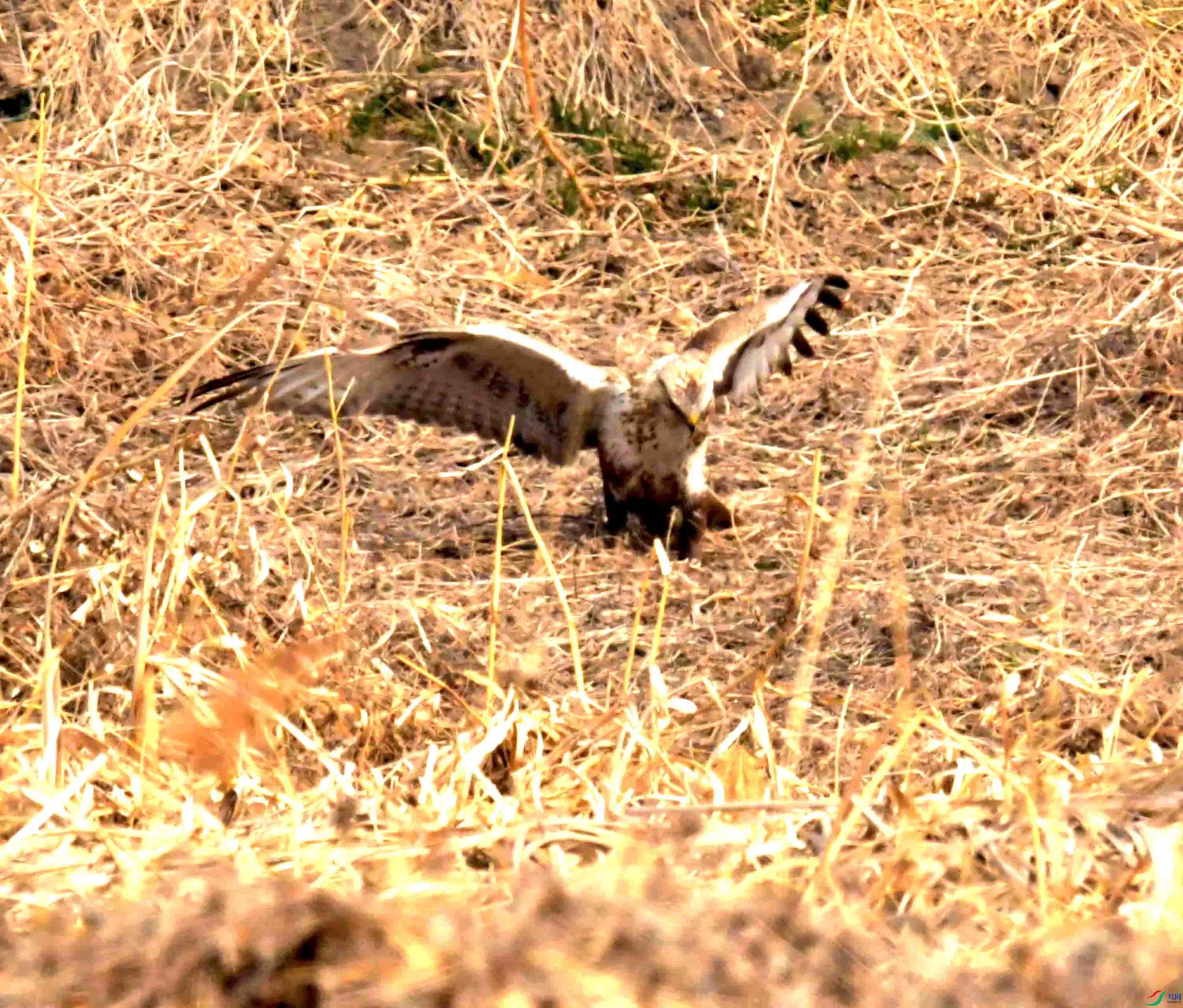 DSC_2246.JPG