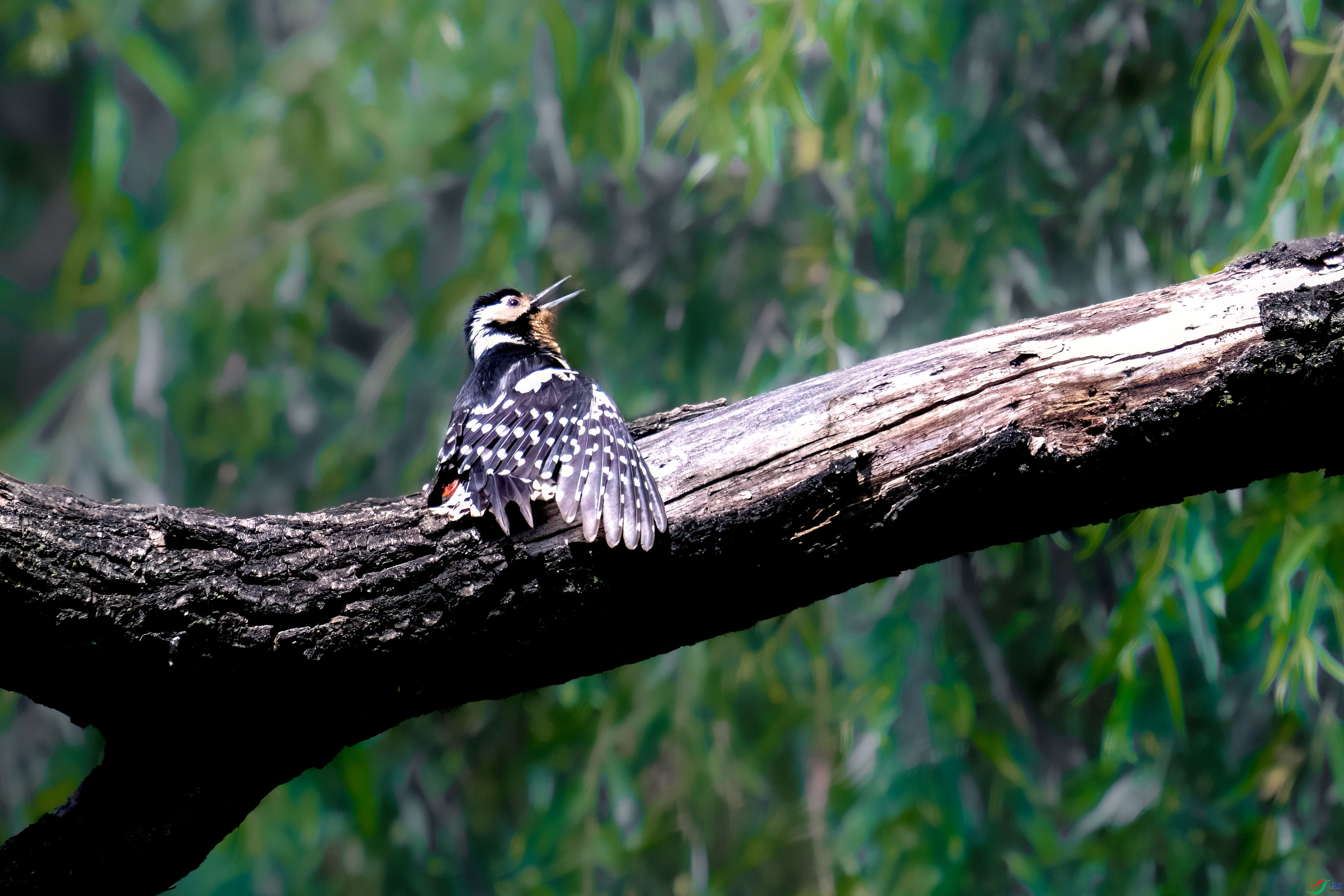 _DSC8700.jpg
