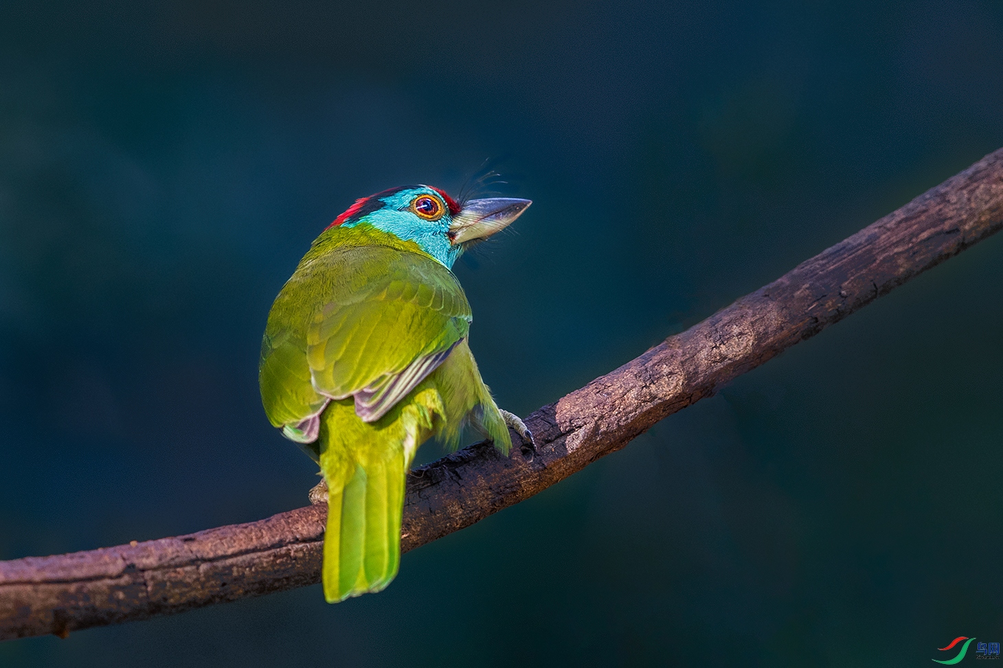 ��������ľ��----��������