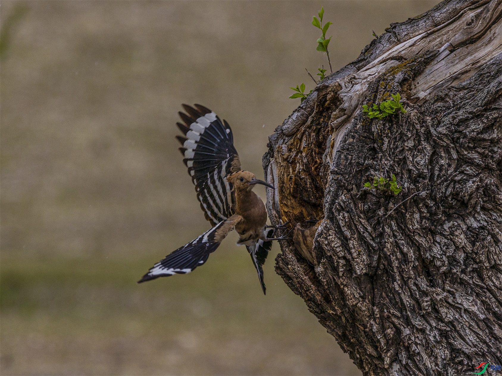 1K3A2527 ����1.jpg