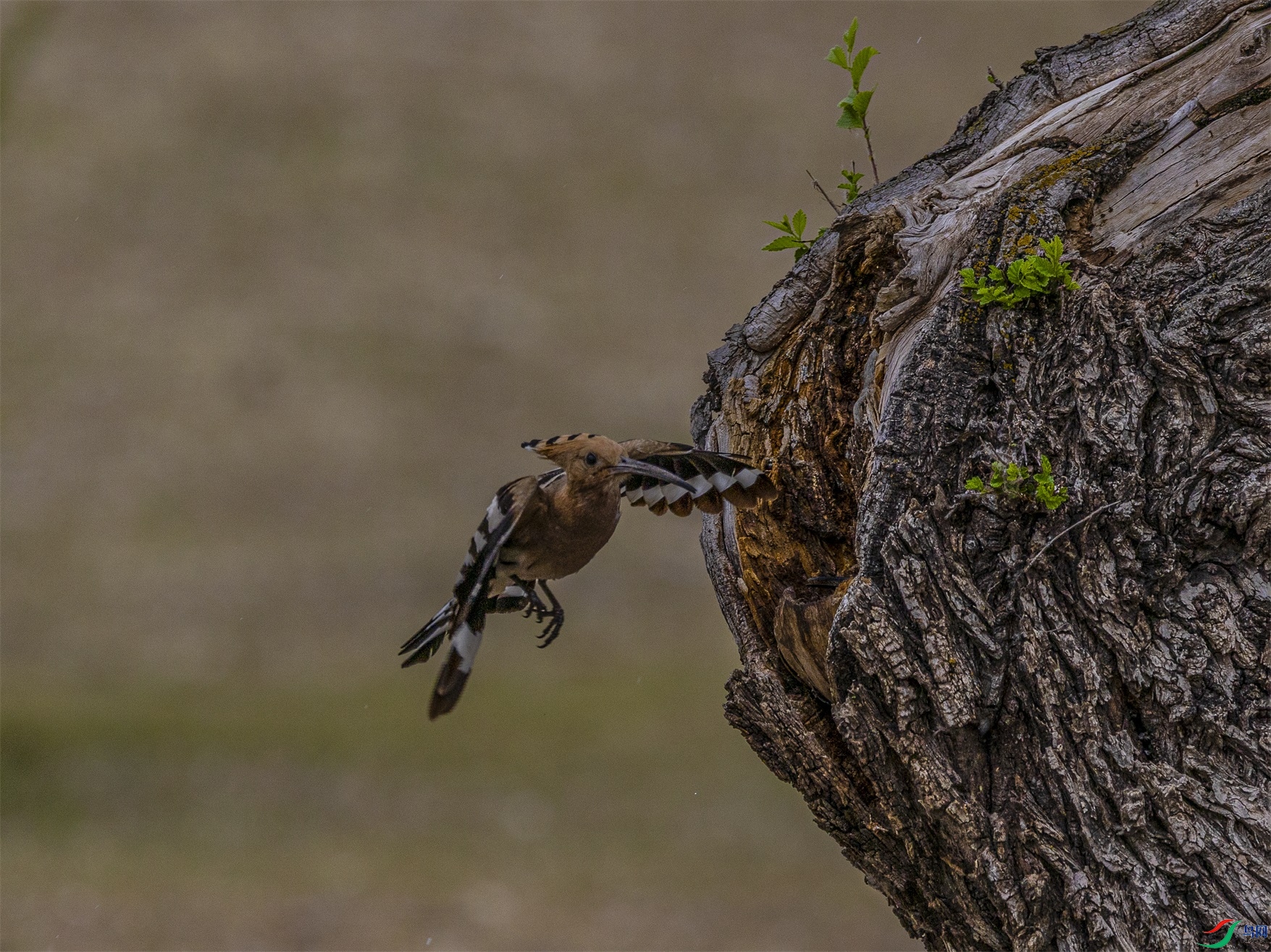 1K3A2528 ����1.jpg