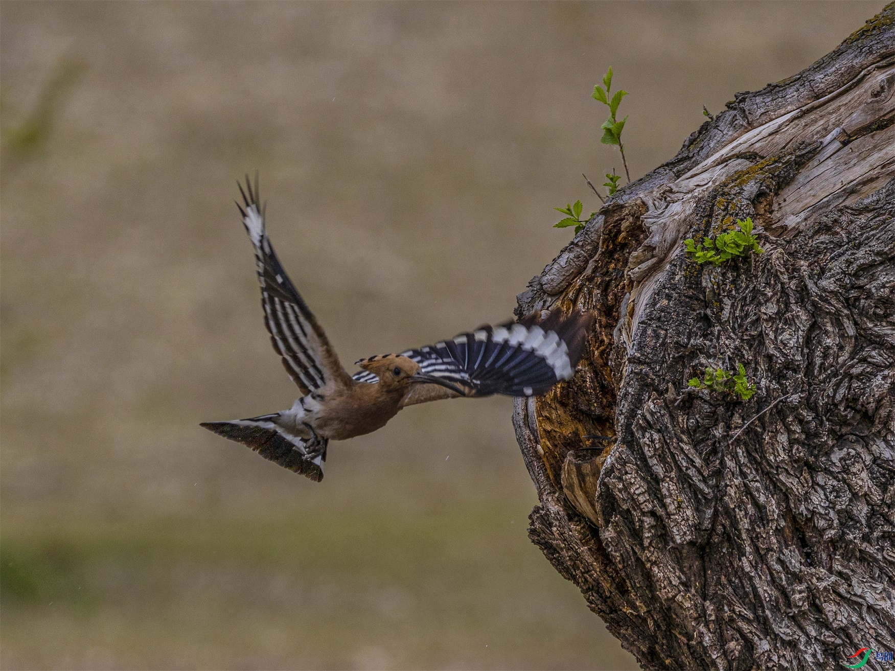 1K3A2529 ����1.jpg