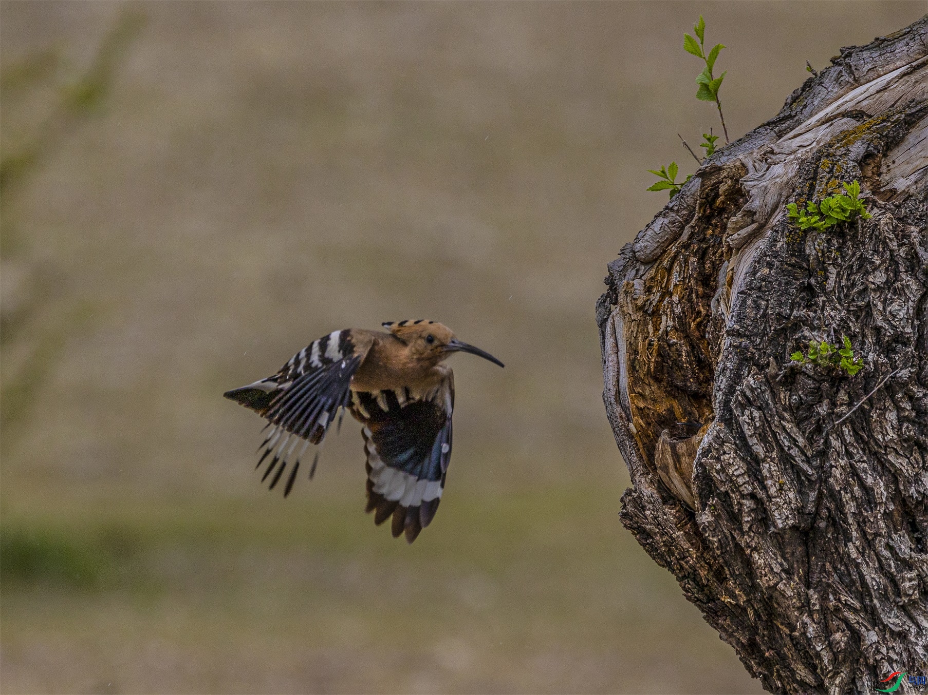 1K3A2530 ����1.jpg