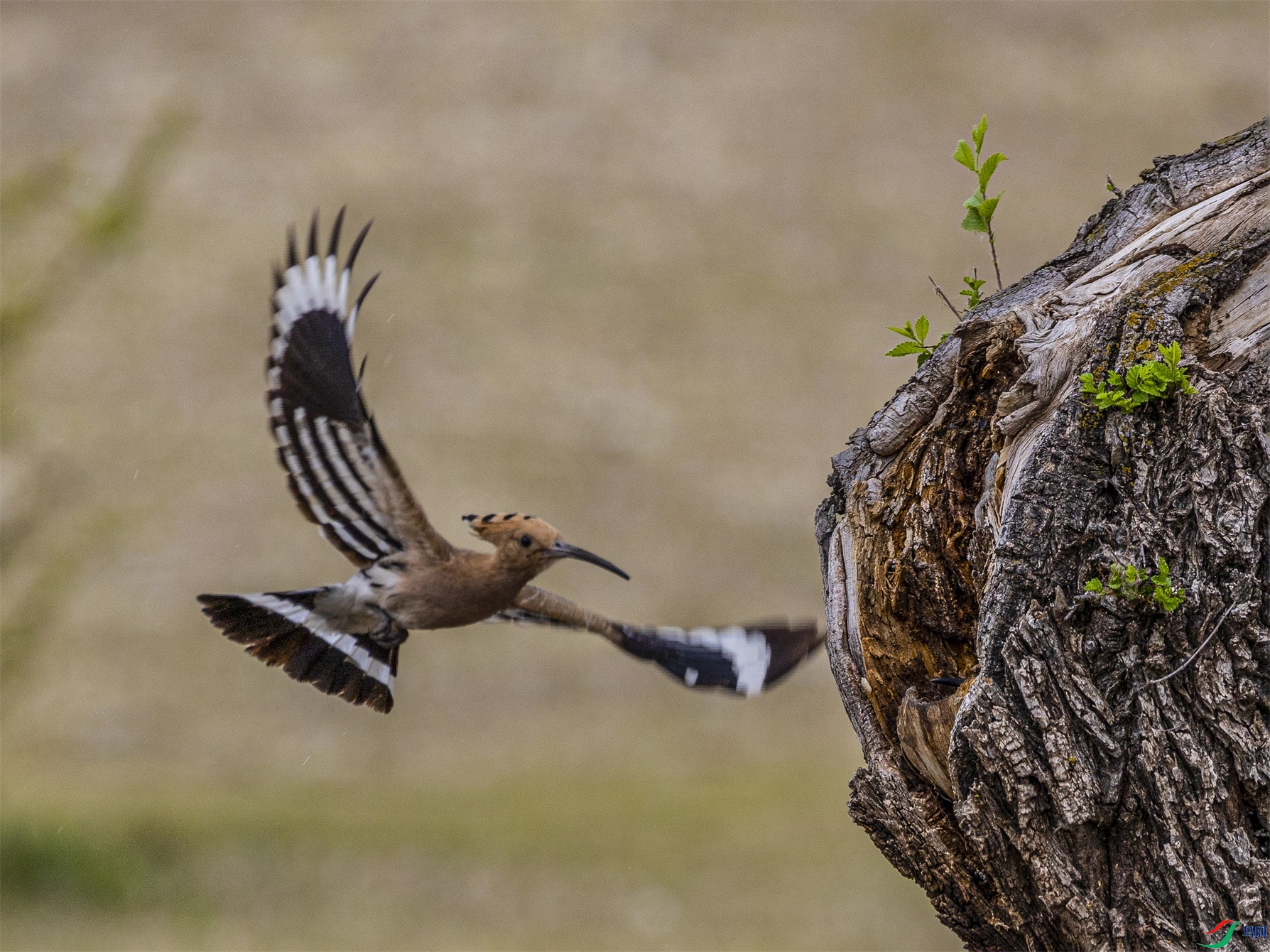 1K3A2531 ����1.jpg