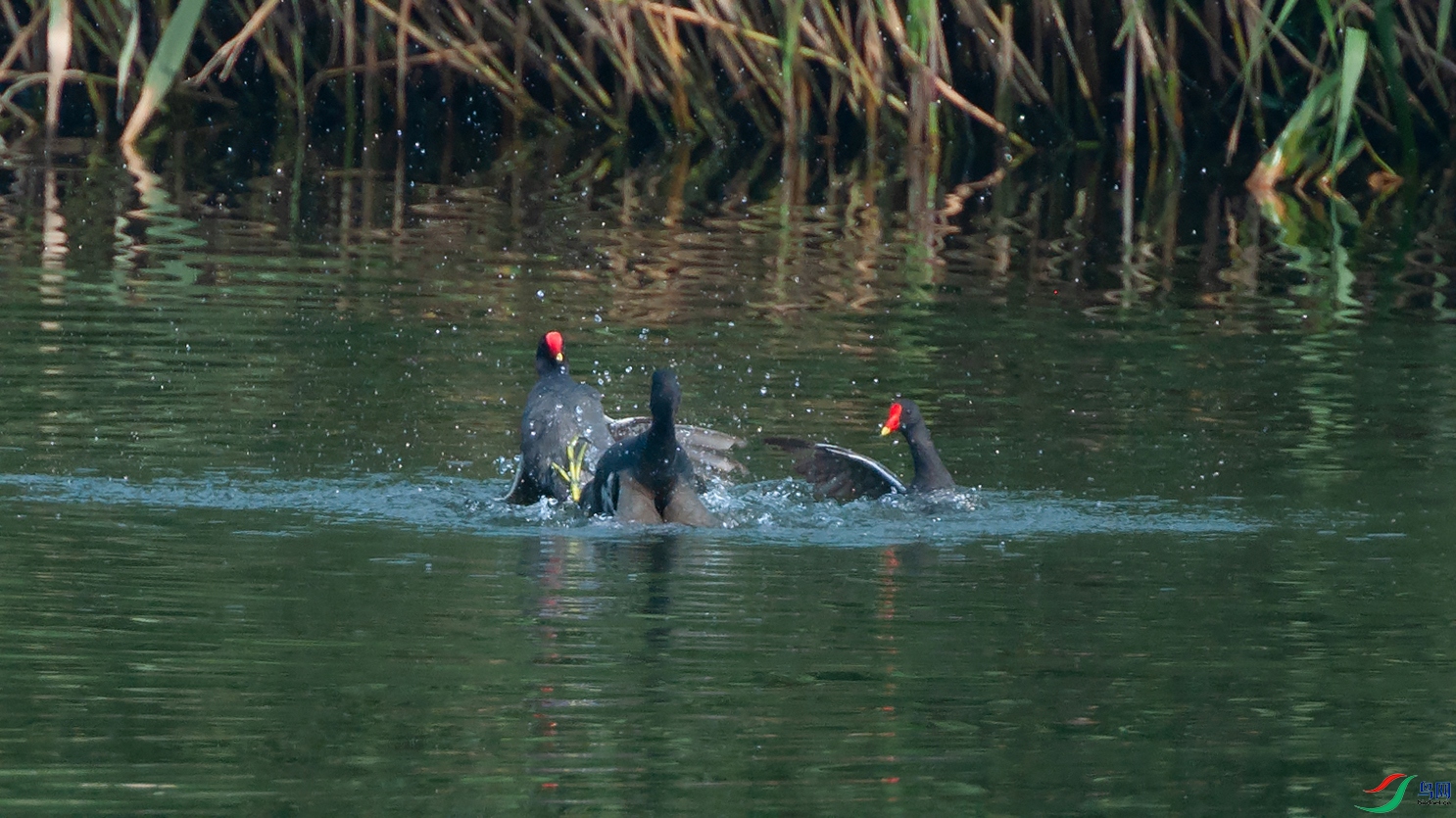 3DSC_0060_DxOa.jpg
