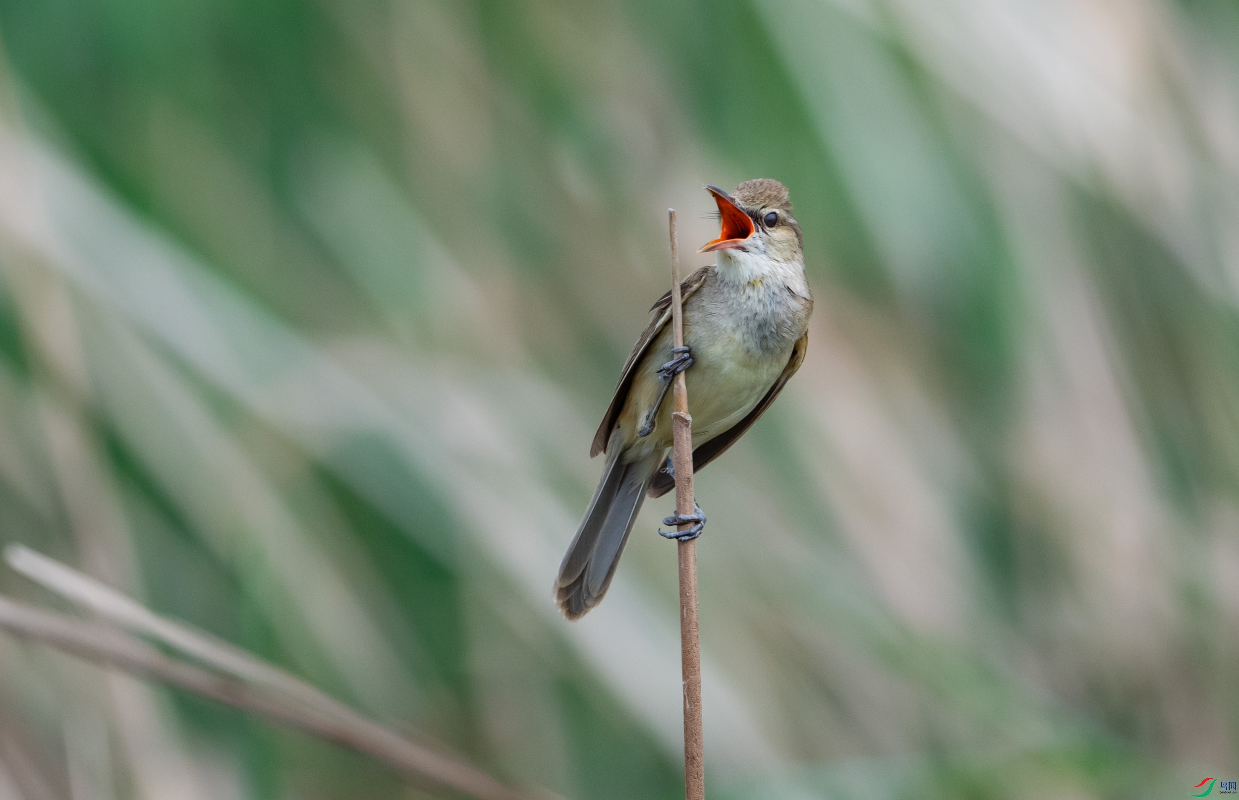 ������βݺ