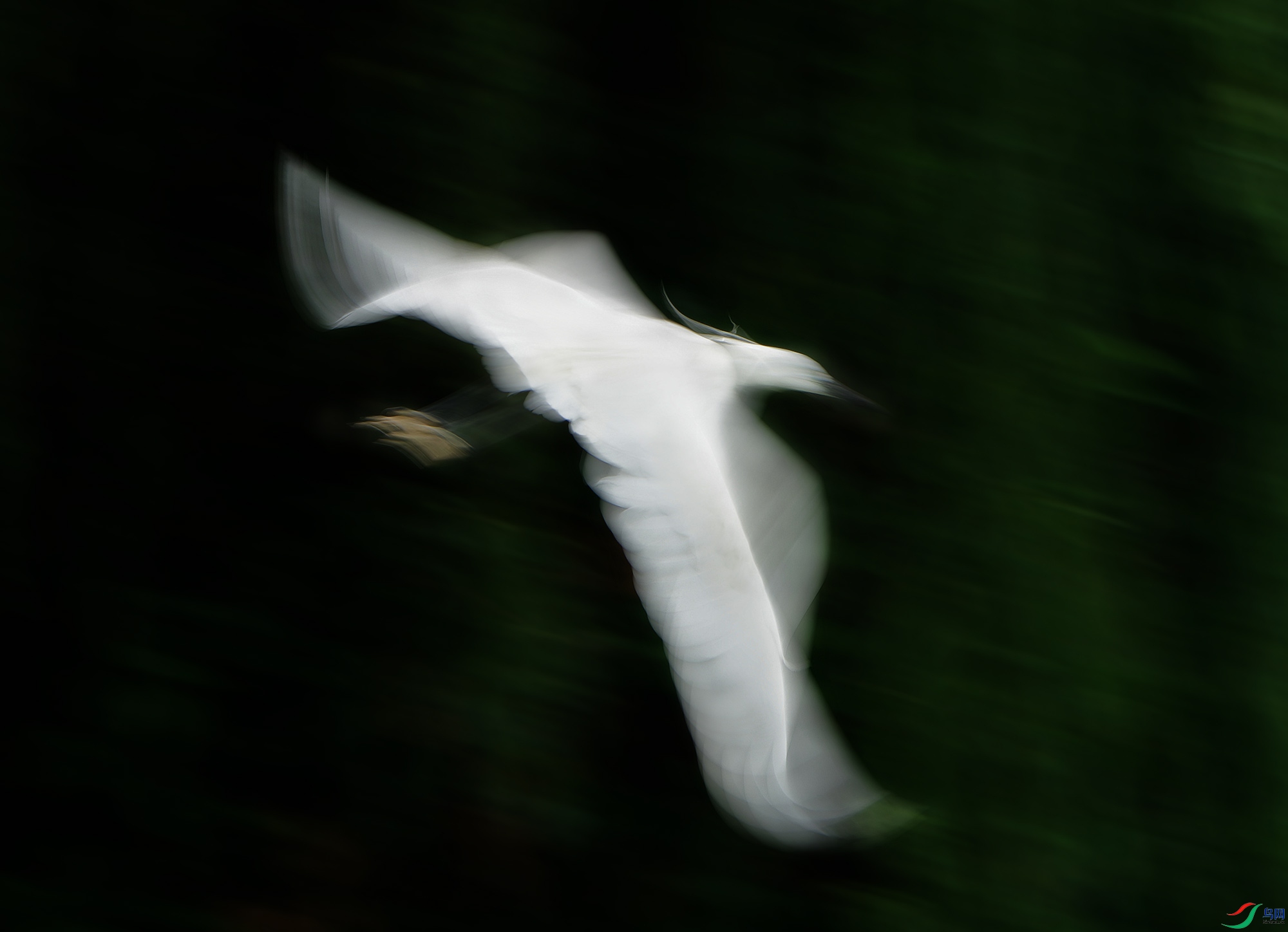 DSC_8486a.jpg
