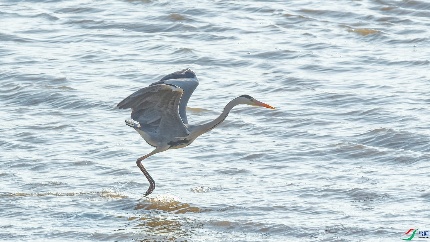3DSC_9118_DxOa.jpg