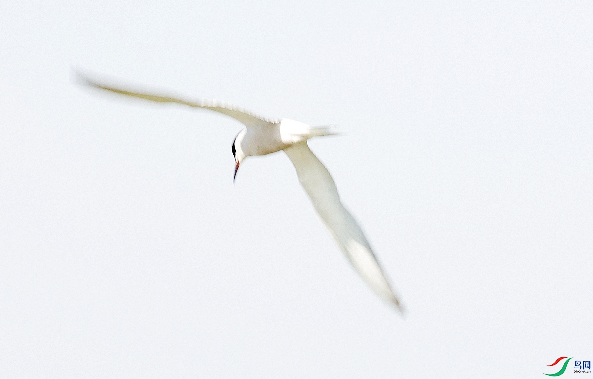 1P3A8551.JPG