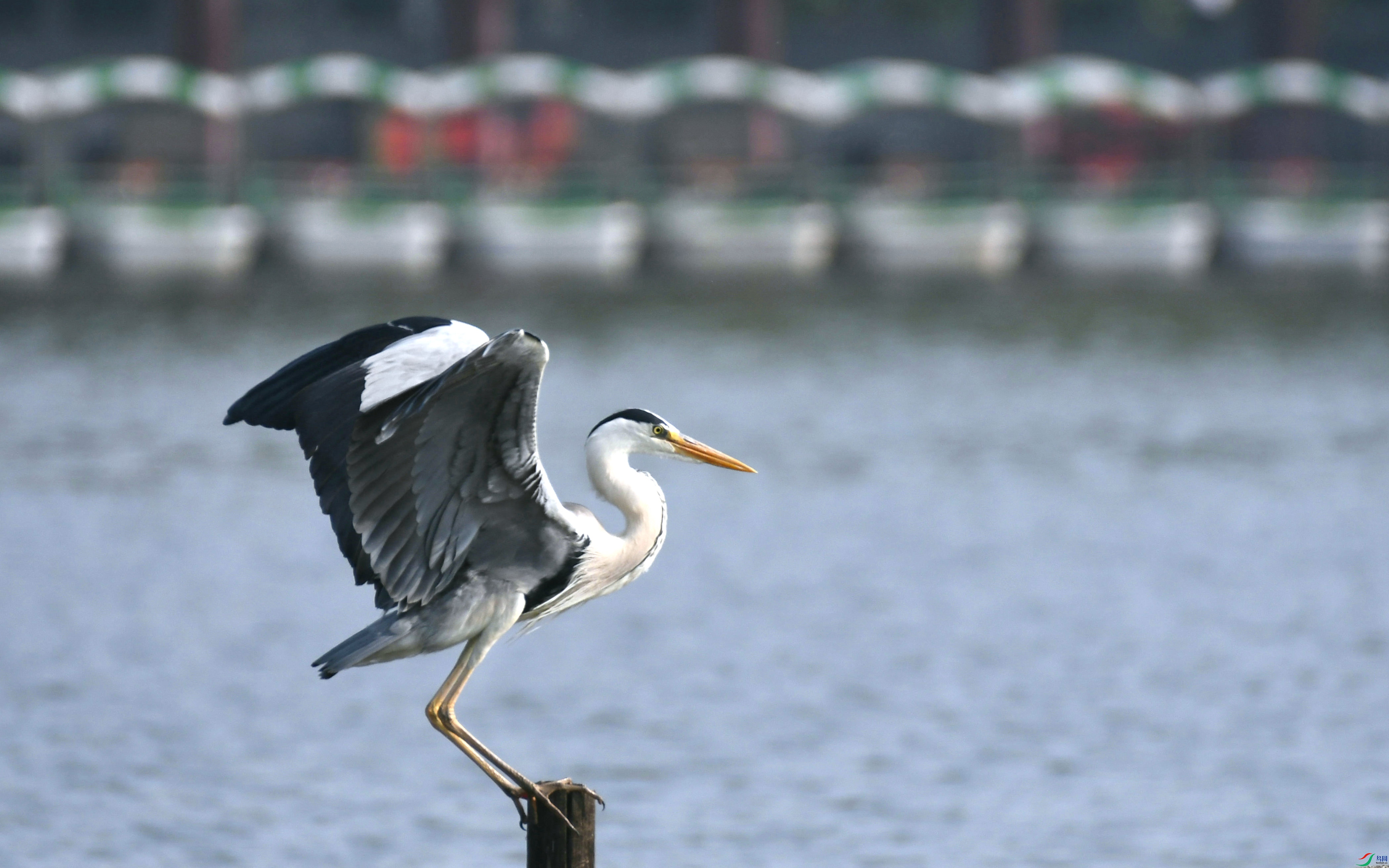 DSC_3241.JPG