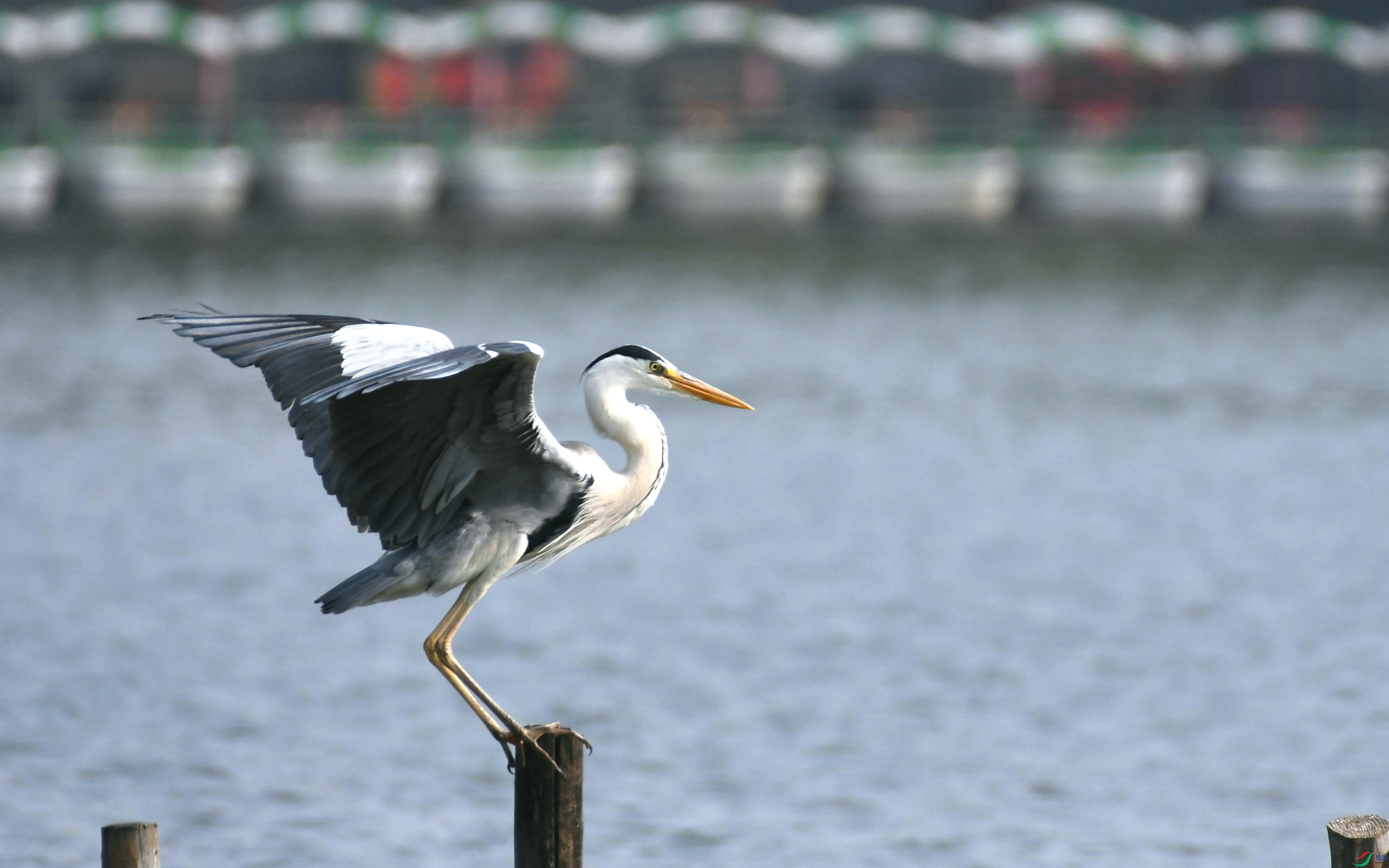 DSC_3242.JPG