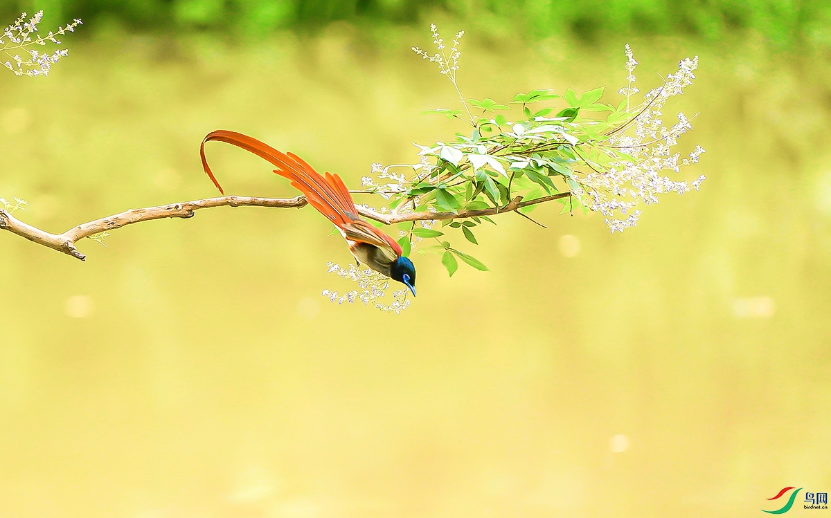 DSC07996 ����.jpg