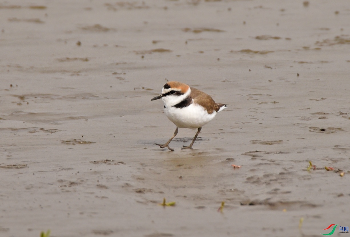 DSC_5202С�鲽.jpg
