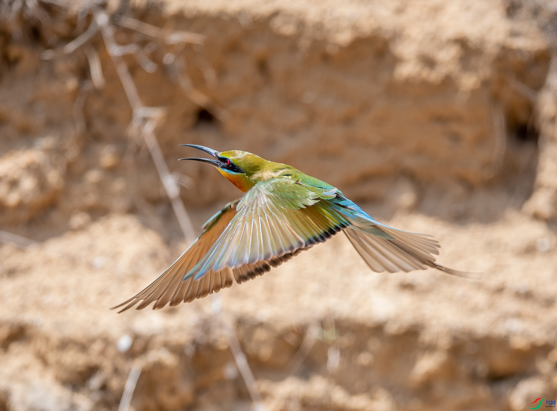 DSC_7197.jpg