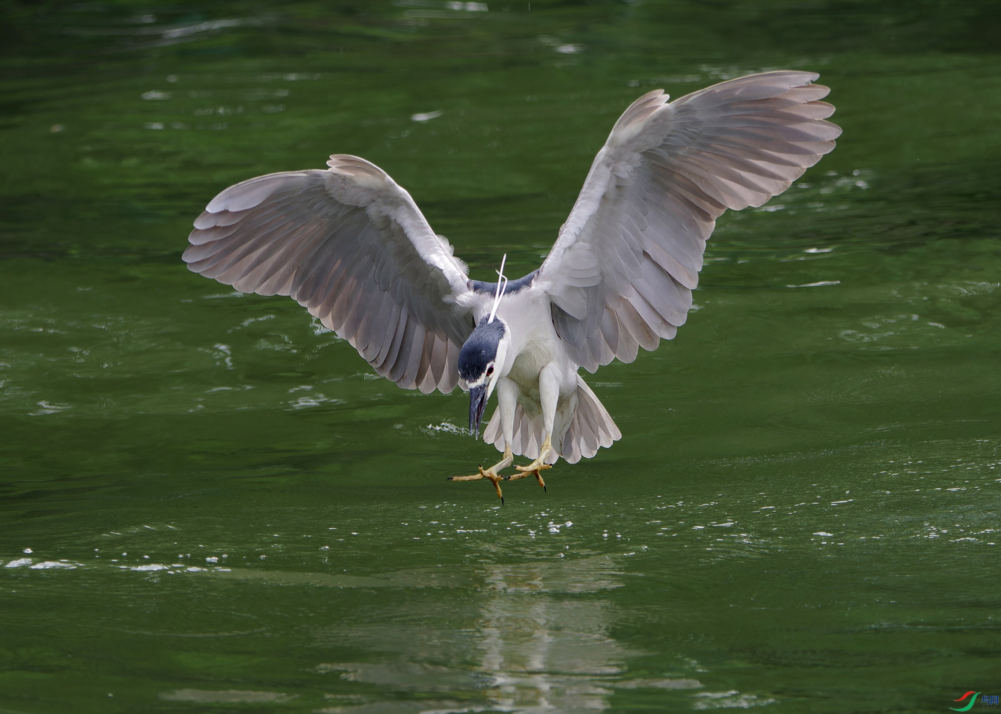 DSC_8102.jpg