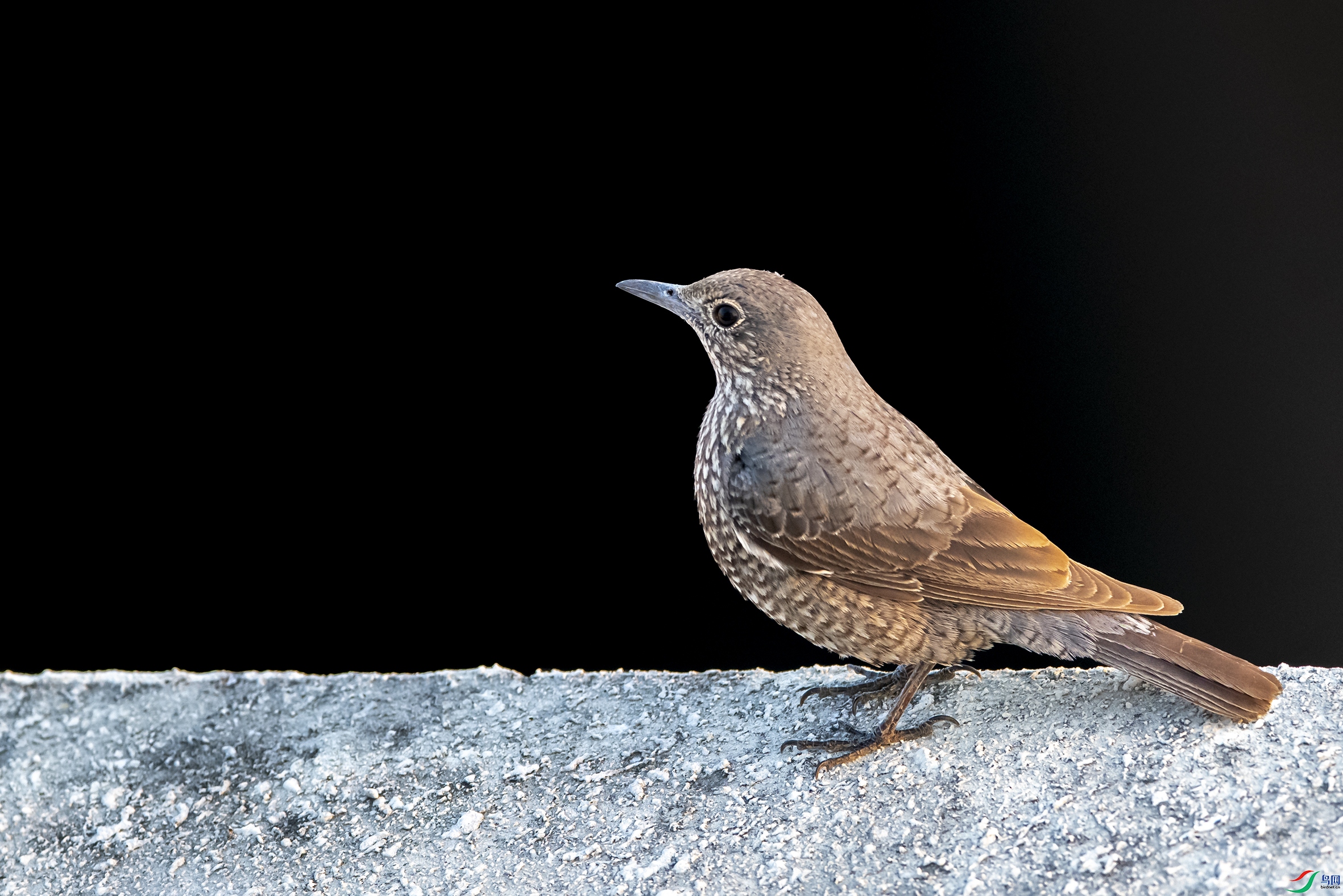 8520 ����.jpg