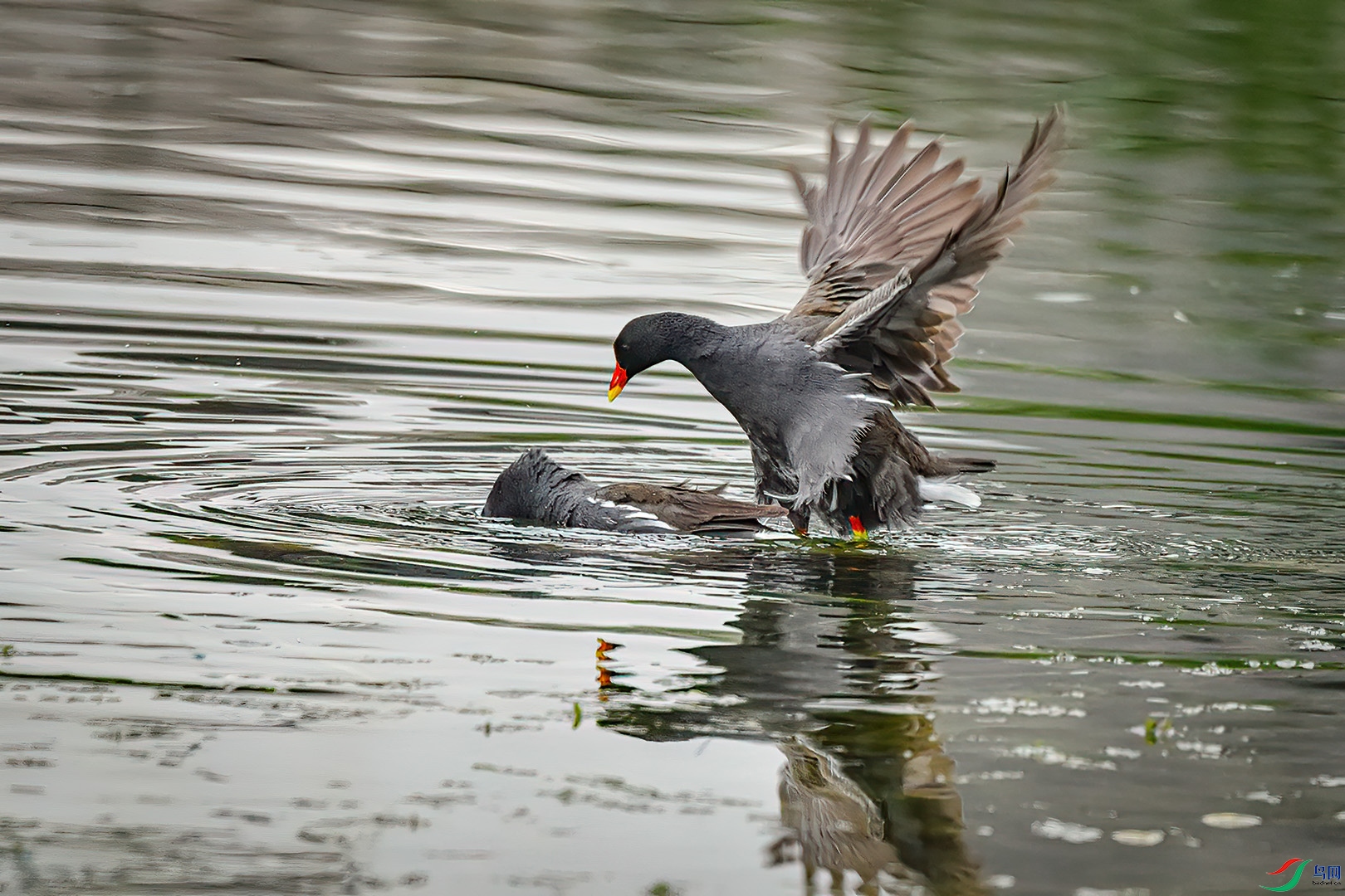 DSC_6037.jpg