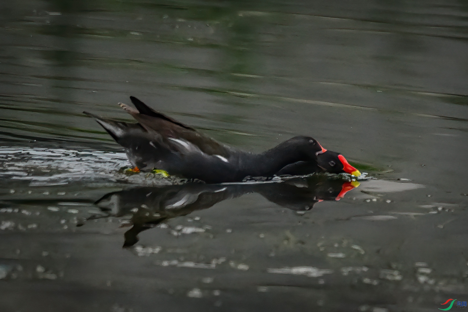 DSC_6088.jpg