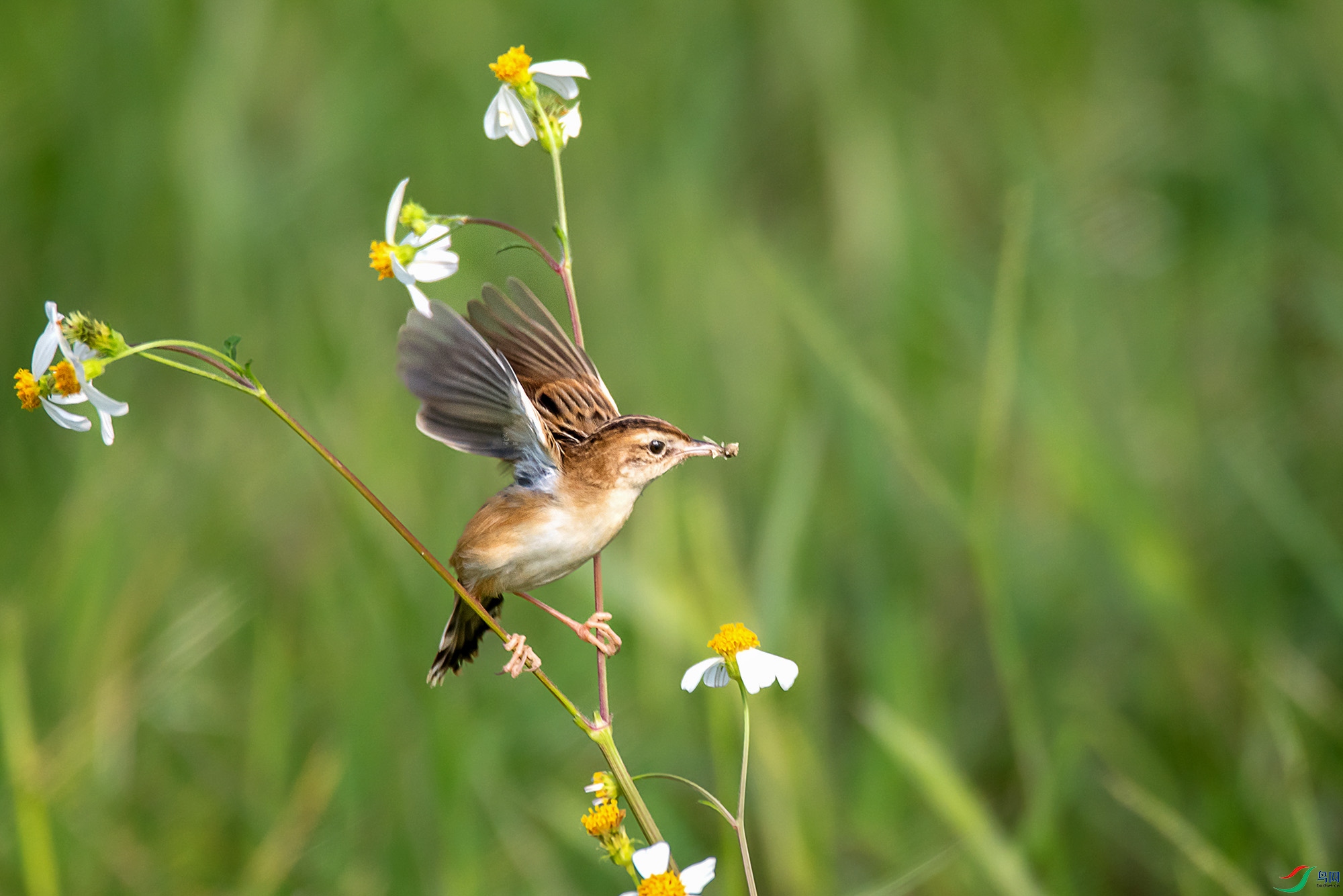 DSC_5974aa11 ����.jpg