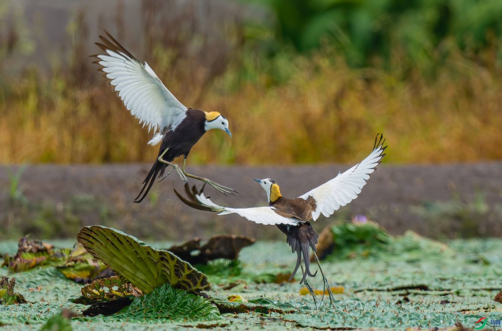 _DSC6431-NEF_DxO_DeepPRIME-DeNoiseAI-standard-2.jpg