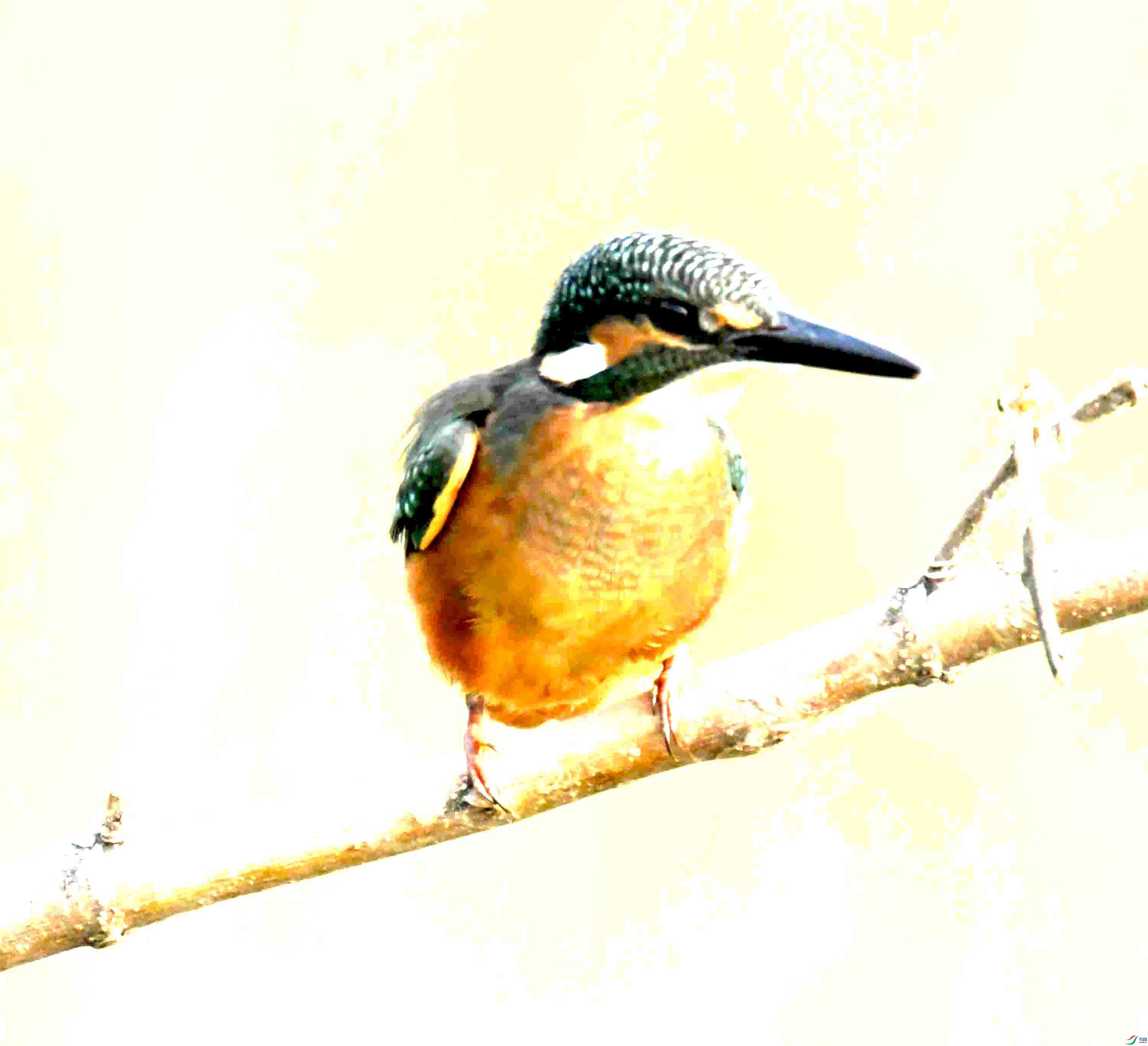 DSC_2187.JPG