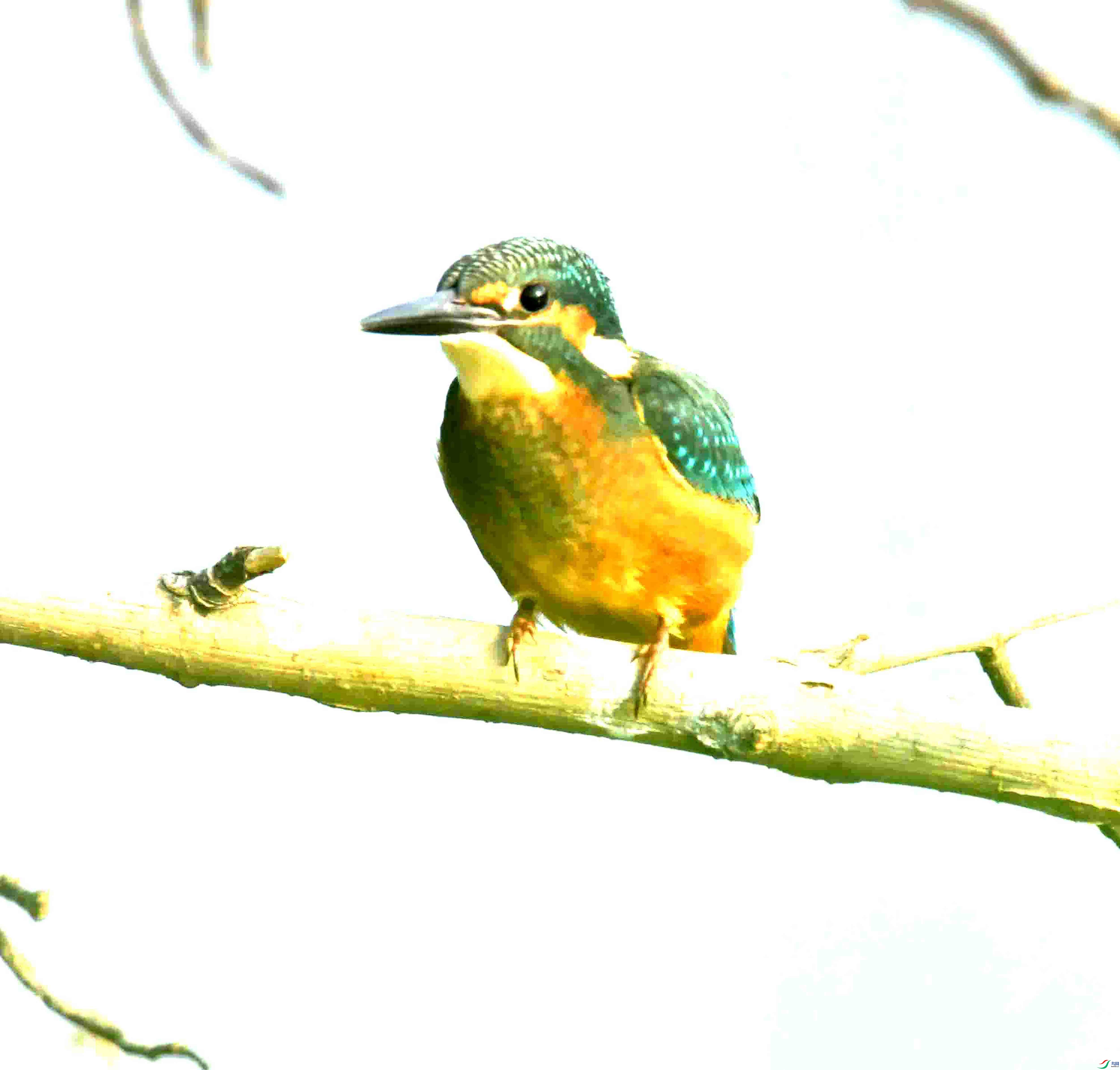 DSC_2176.JPG