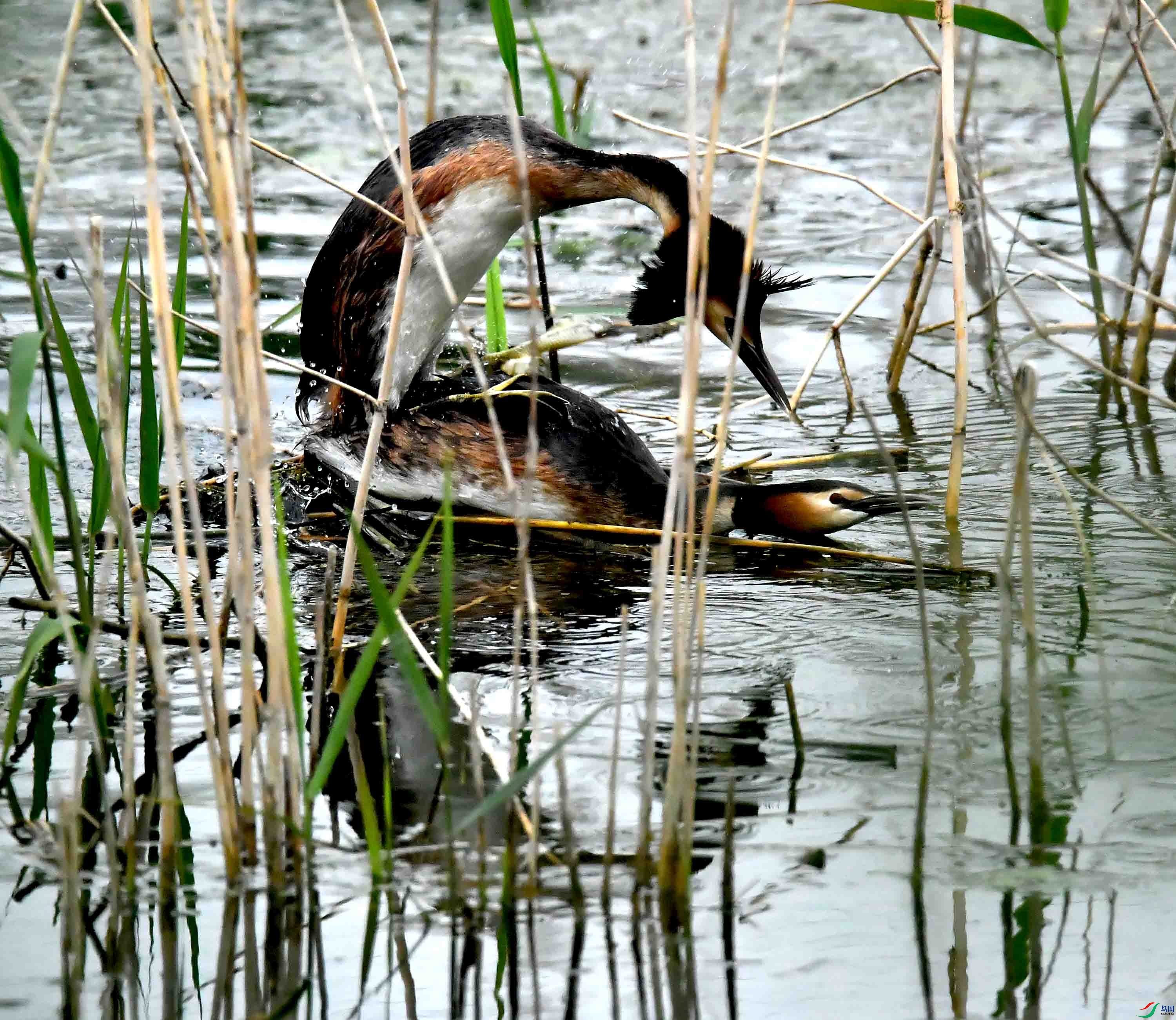 DSC_2230.JPG