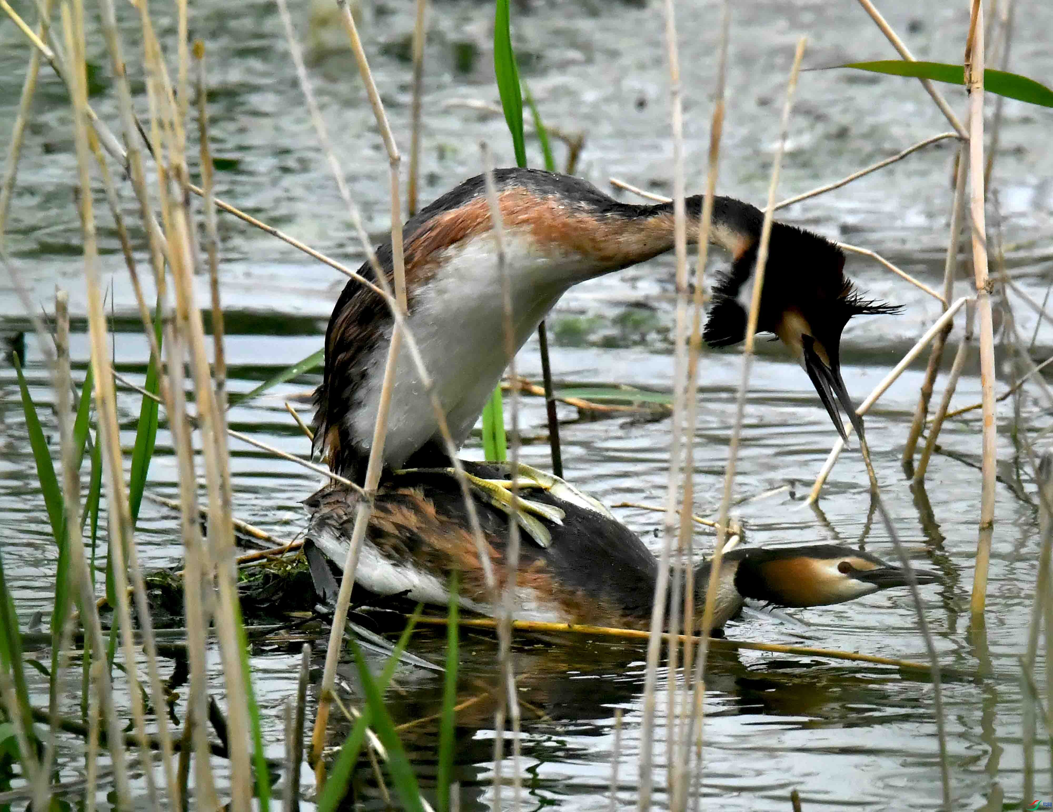 DSC_2240.JPG