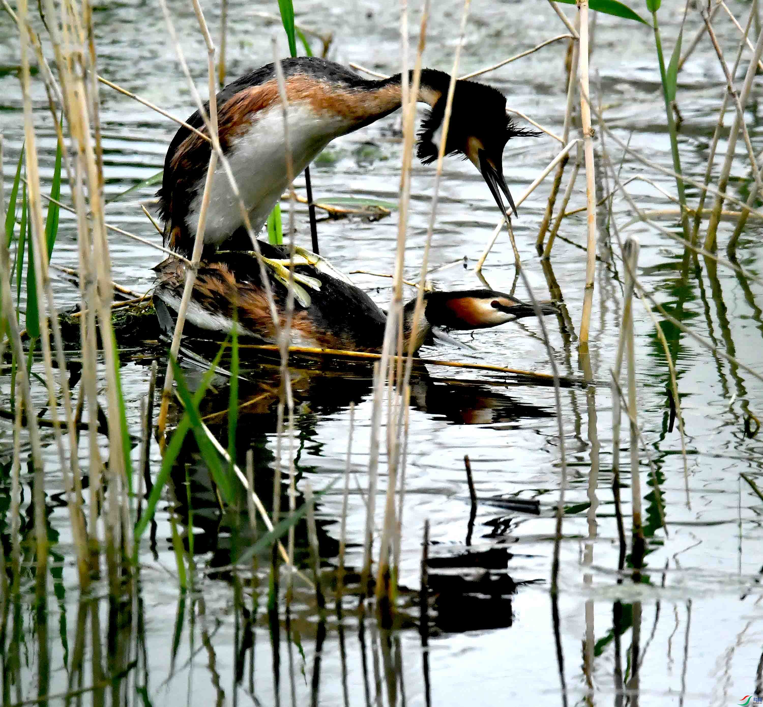 DSC_2247.JPG