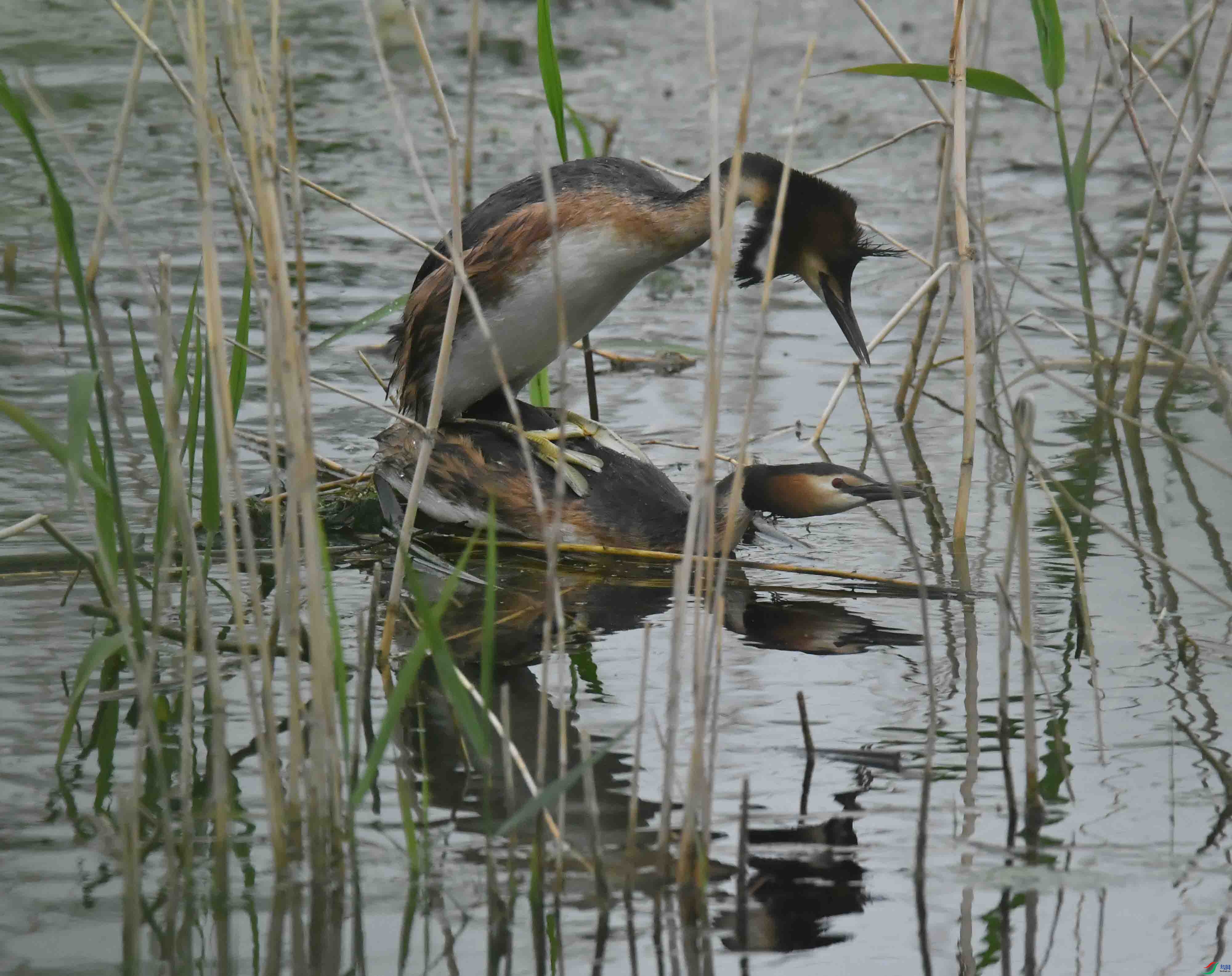 DSC_2253.JPG