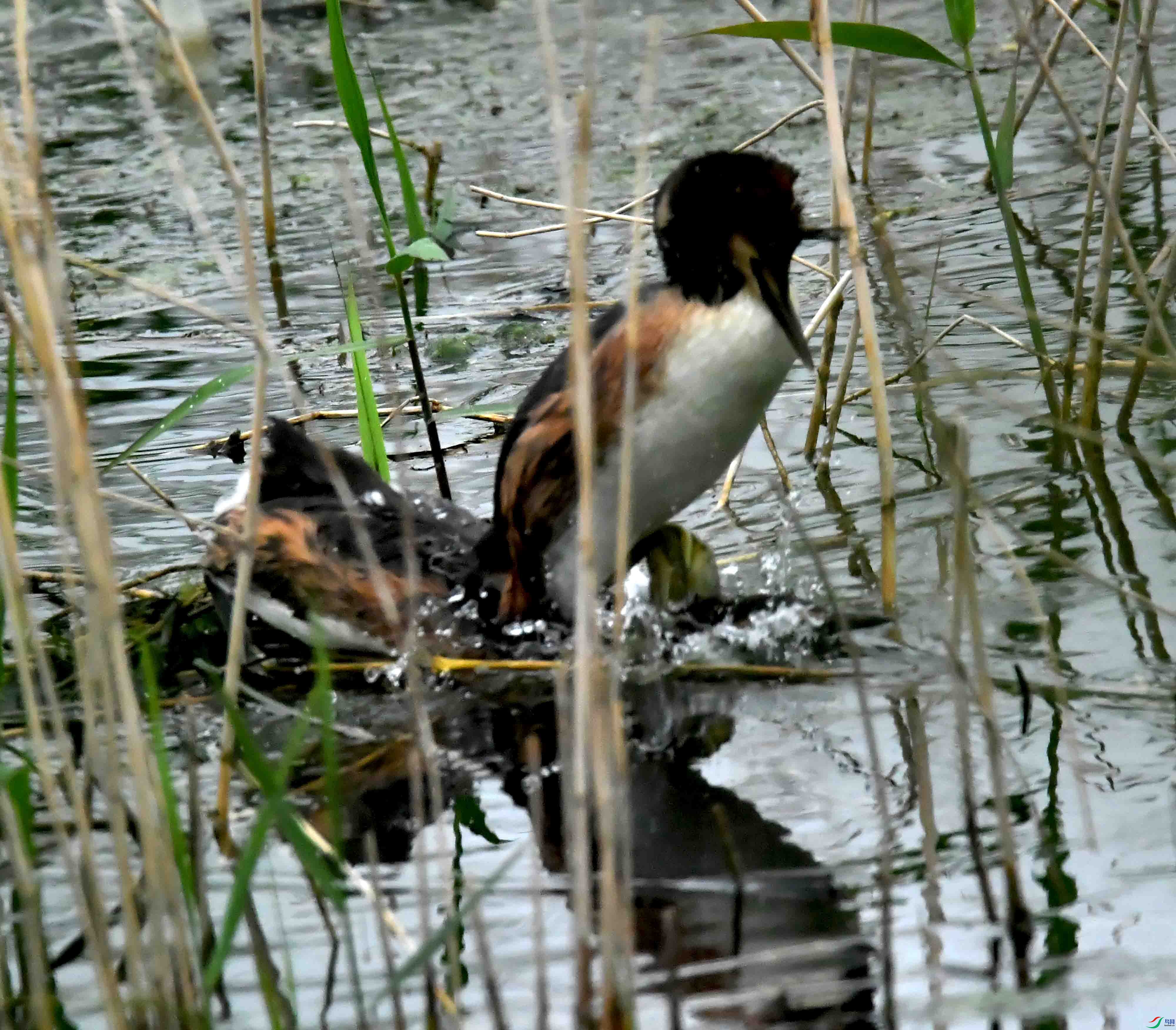 DSC_2259.JPG