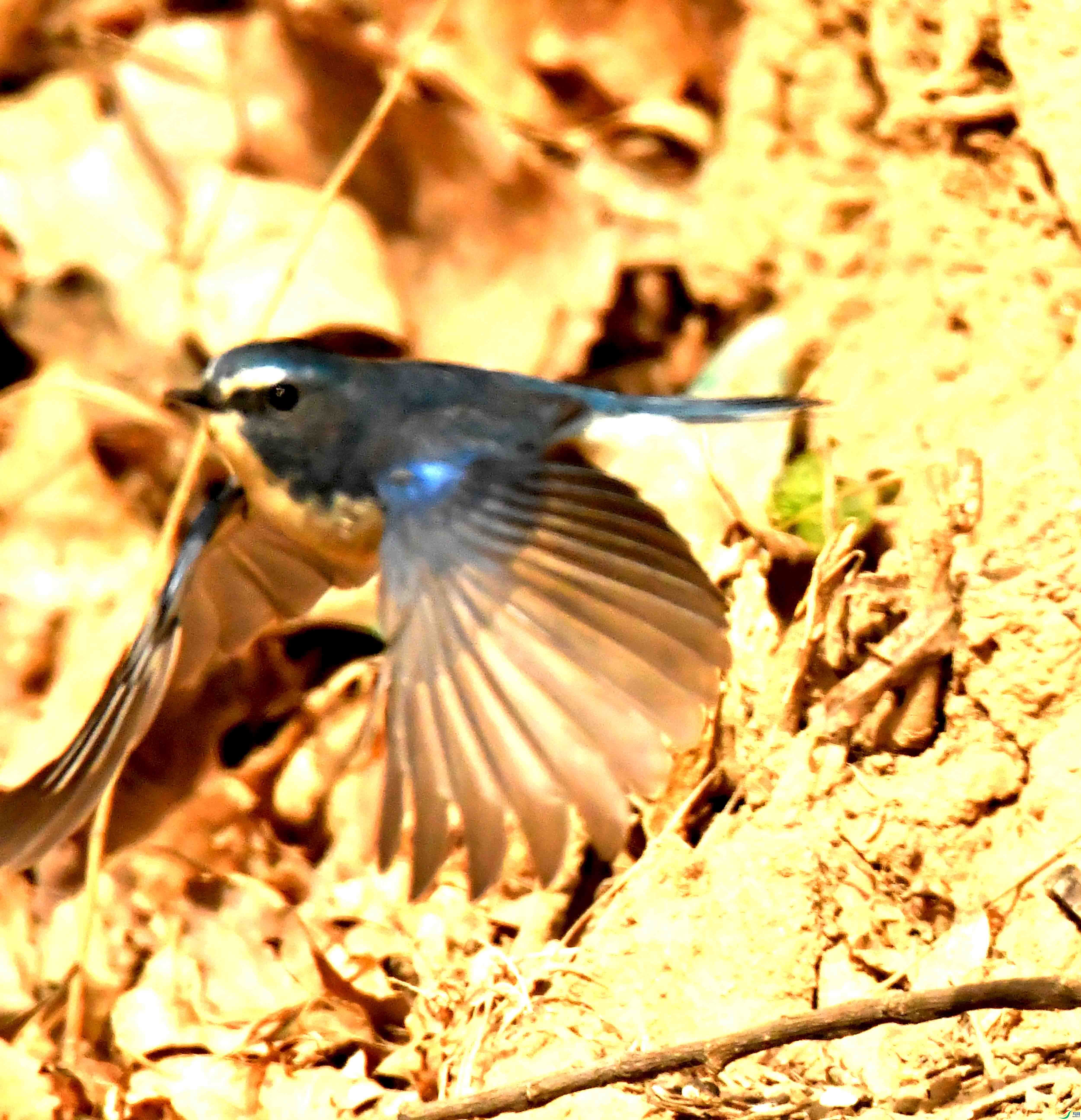 DSC_1297.JPG