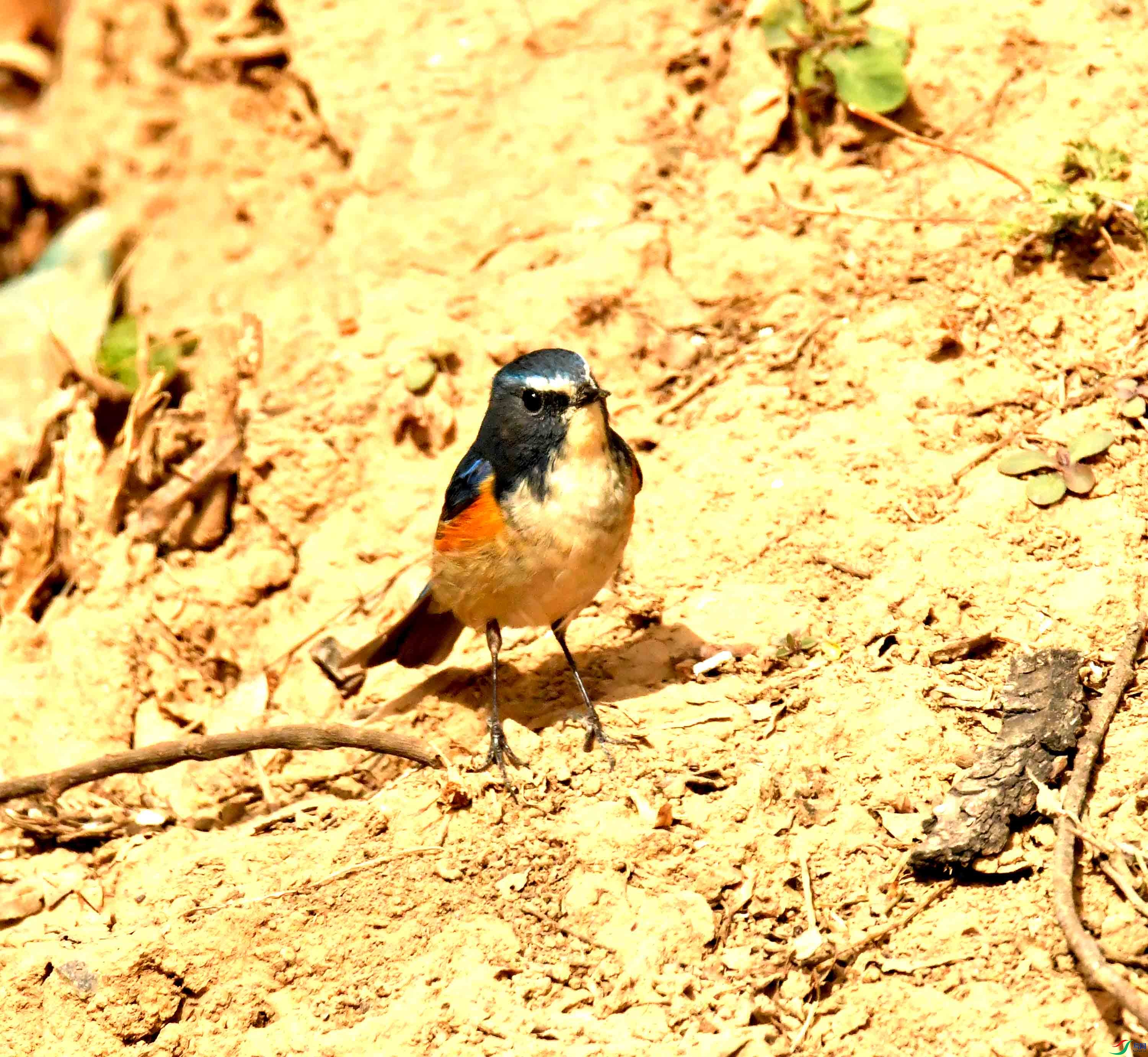 DSC_1296.JPG