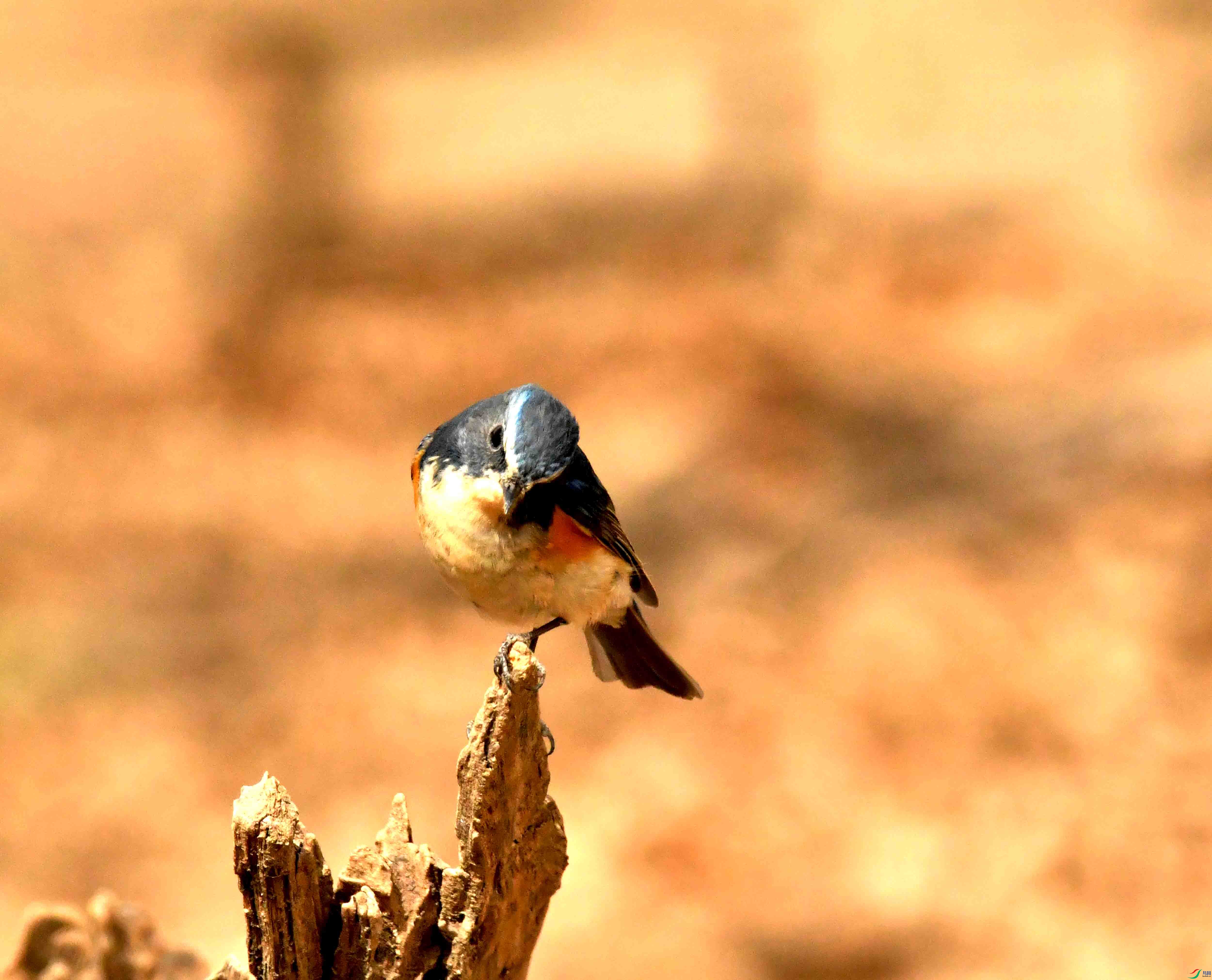DSC_1306.JPG