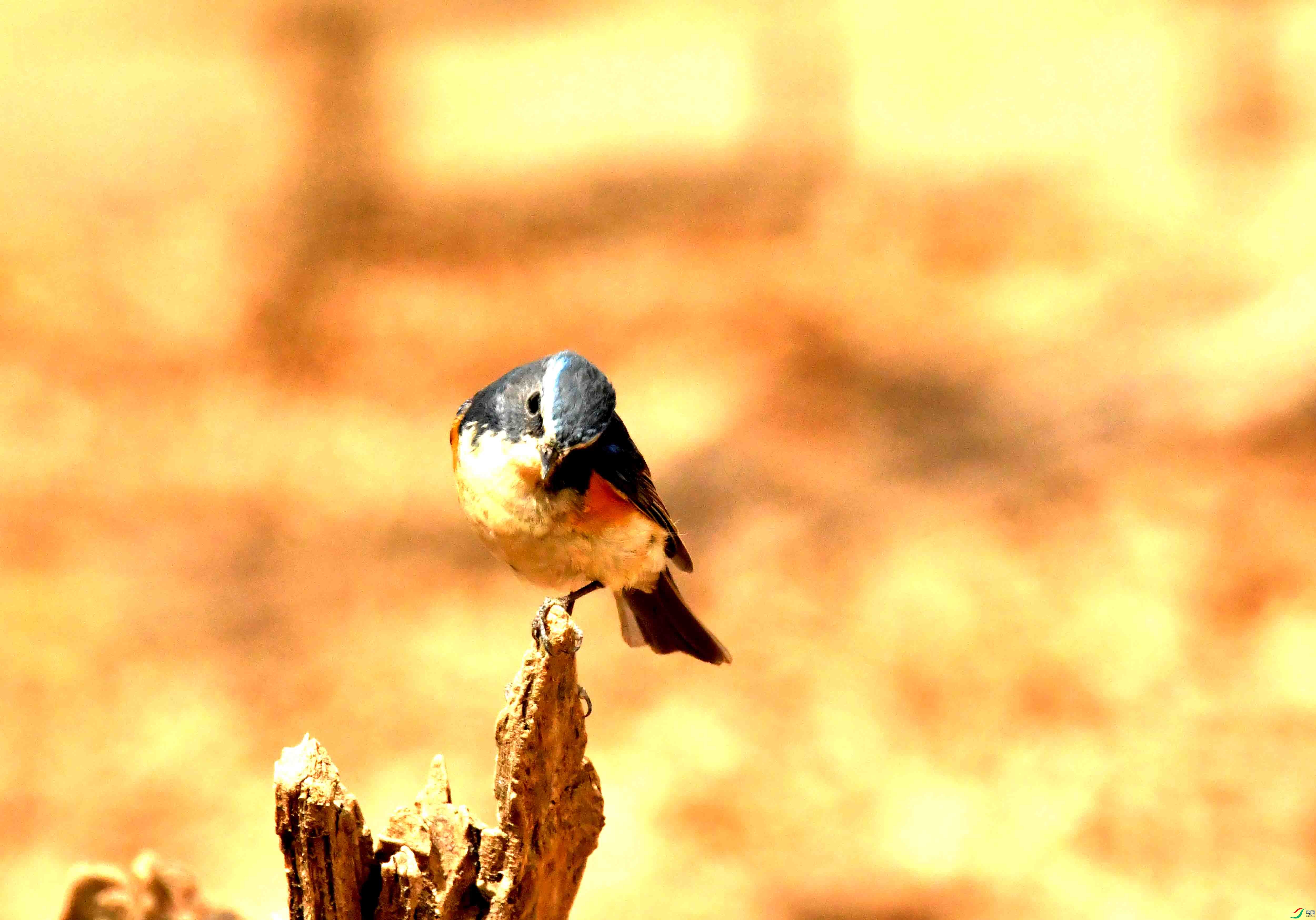 DSC_1307.JPG