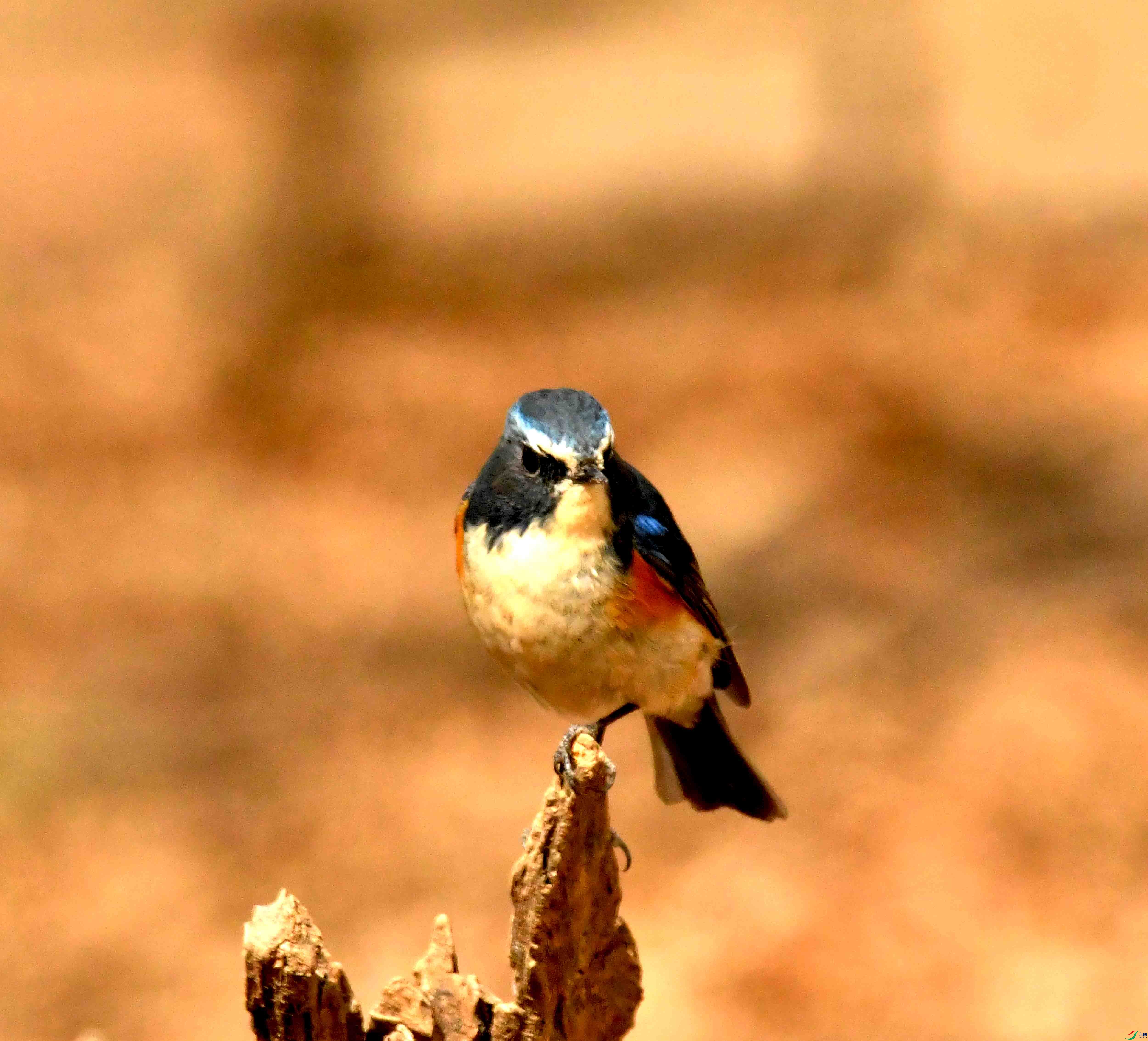DSC_1311.JPG