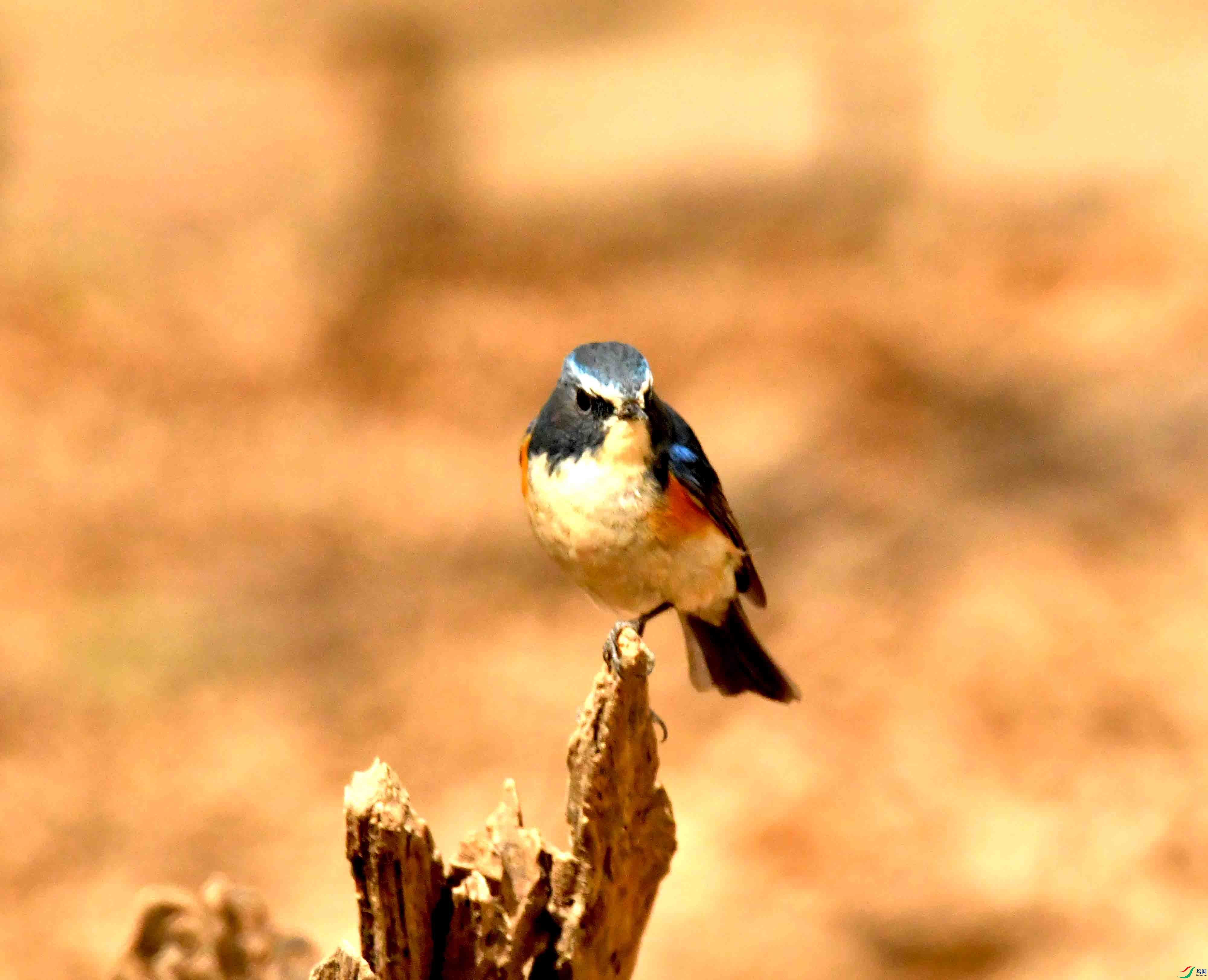 DSC_1315.JPG